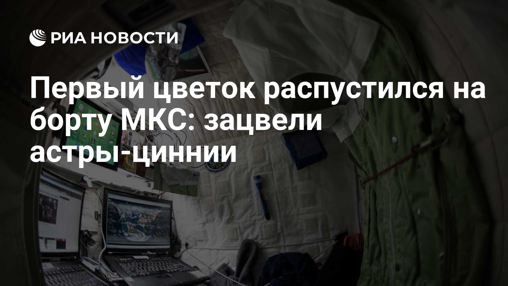 первый цветок распустившийся на станции салют