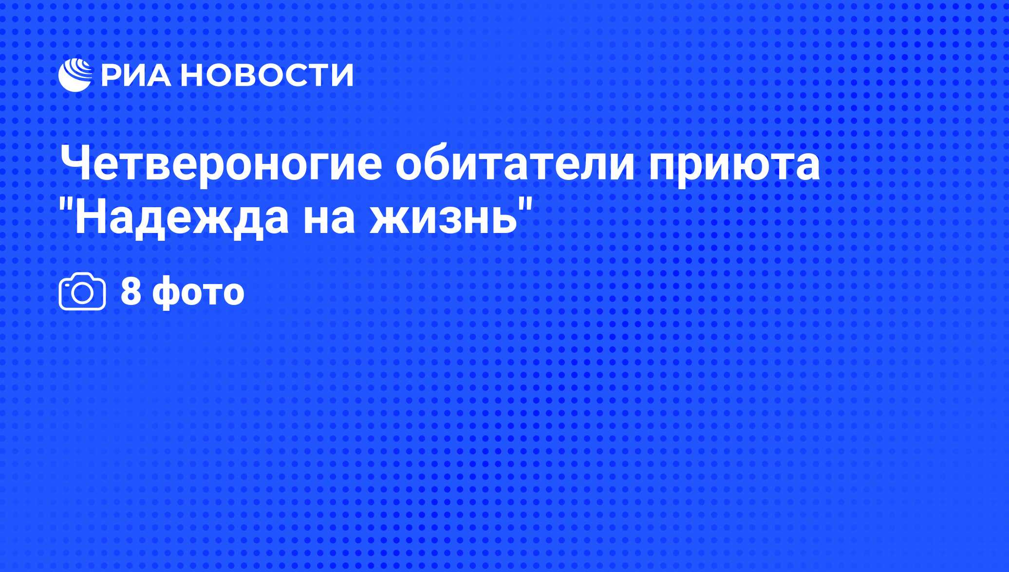 Четвероногие обитатели приюта 