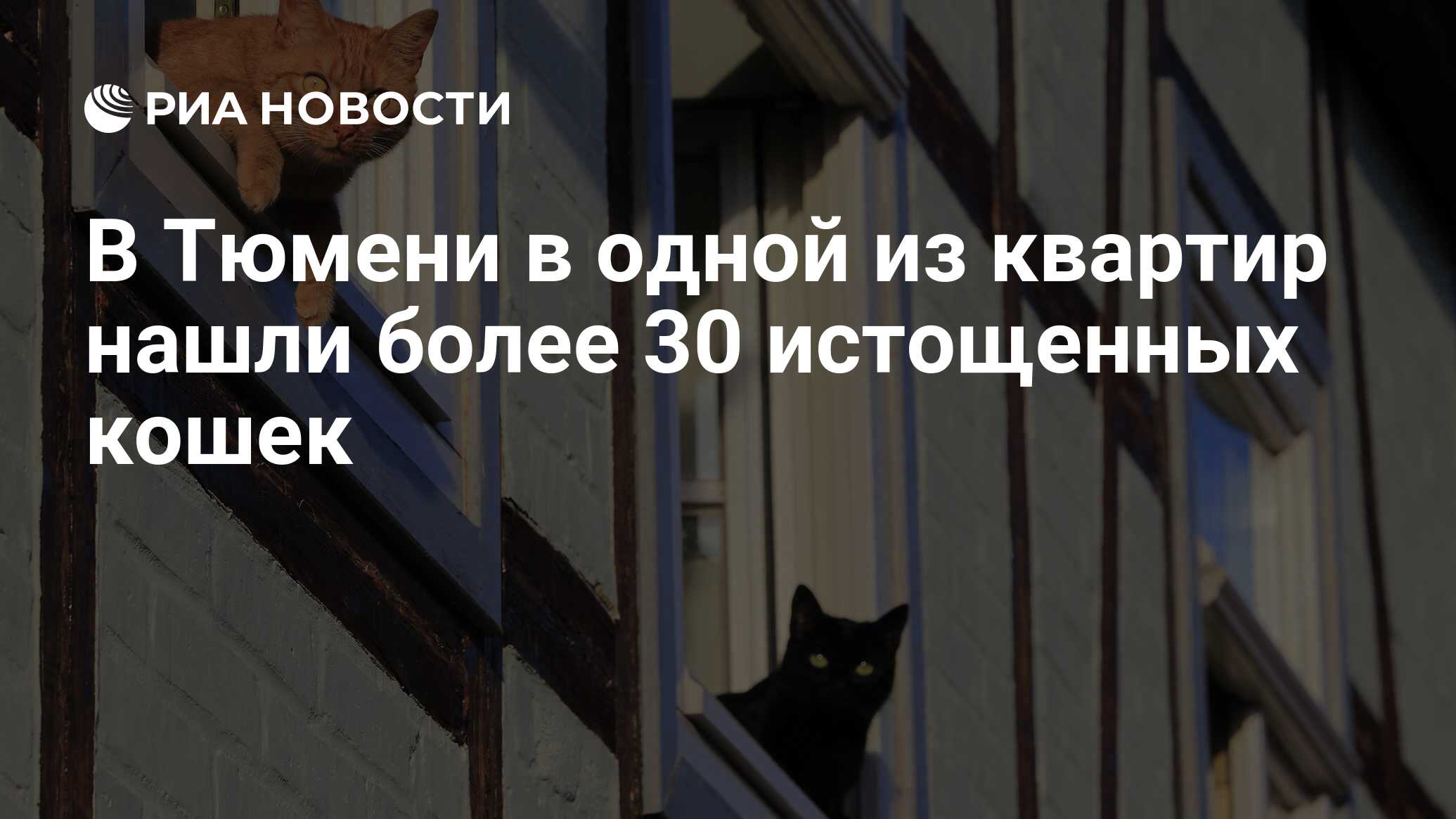 В Тюмени в одной из квартир нашли более 30 истощенных кошек - РИА Новости,  04.06.2016