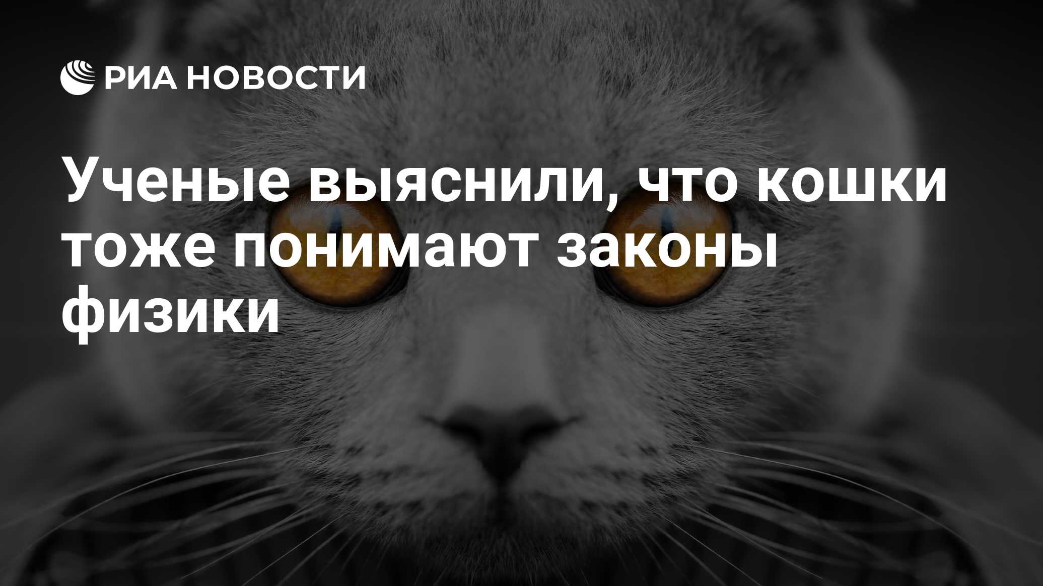 Ученые выяснили, что кошки тоже понимают законы физики - РИА Новости,  15.06.2016