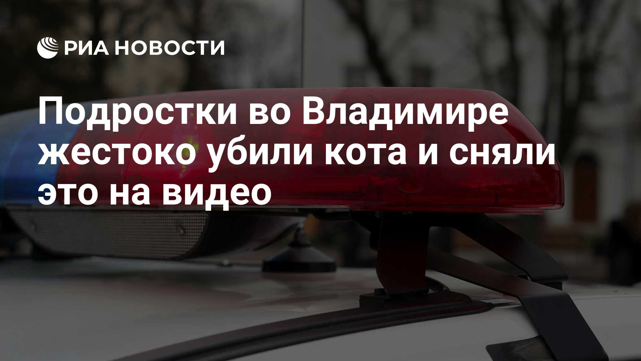 Подростки во Владимире жестоко убили кота и сняли это на видео - РИА  Новости, 28.06.2016