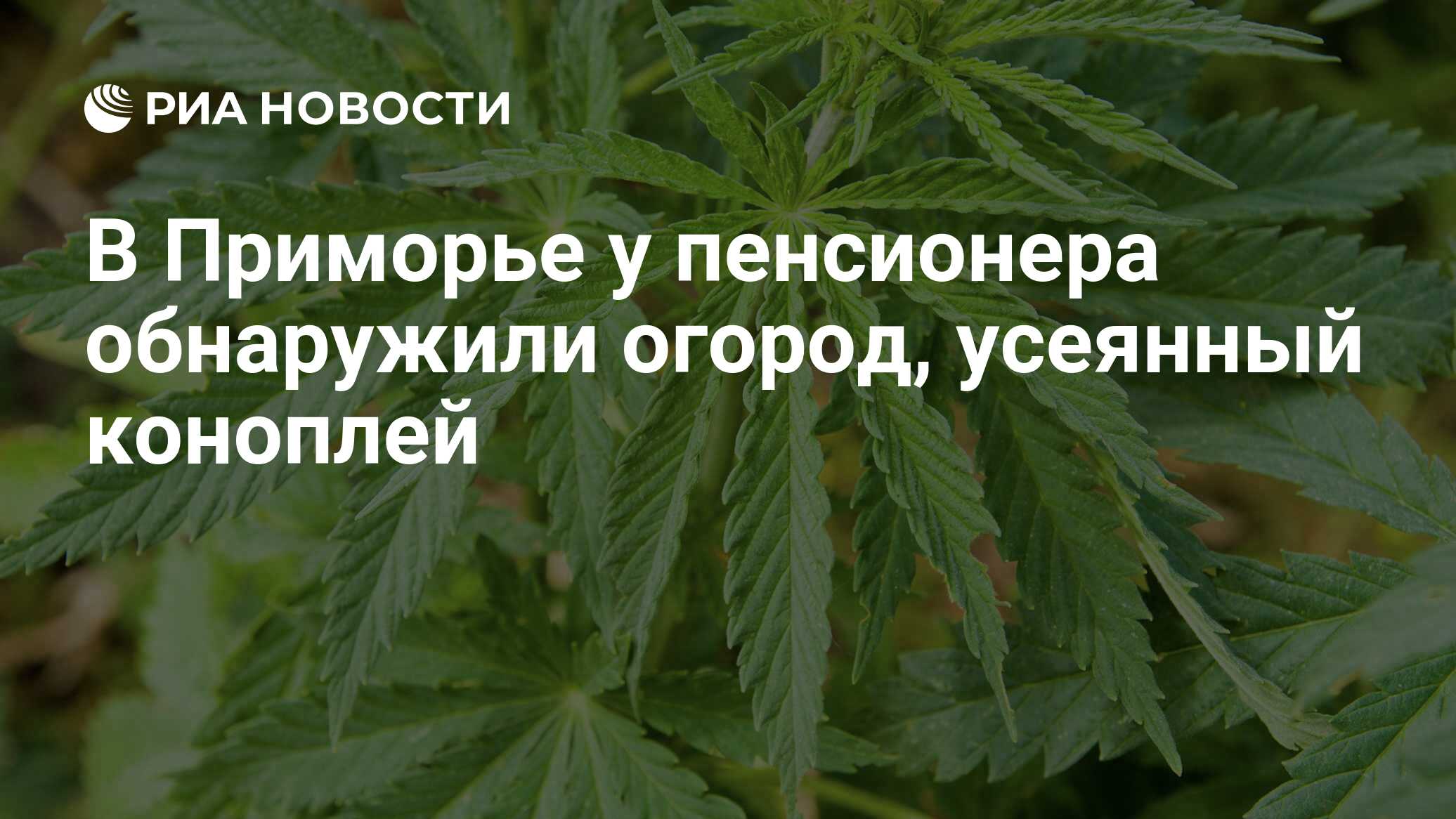 В Приморье у пенсионера обнаружили огород, усеянный коноплей - РИА Новости,  19.07.2016