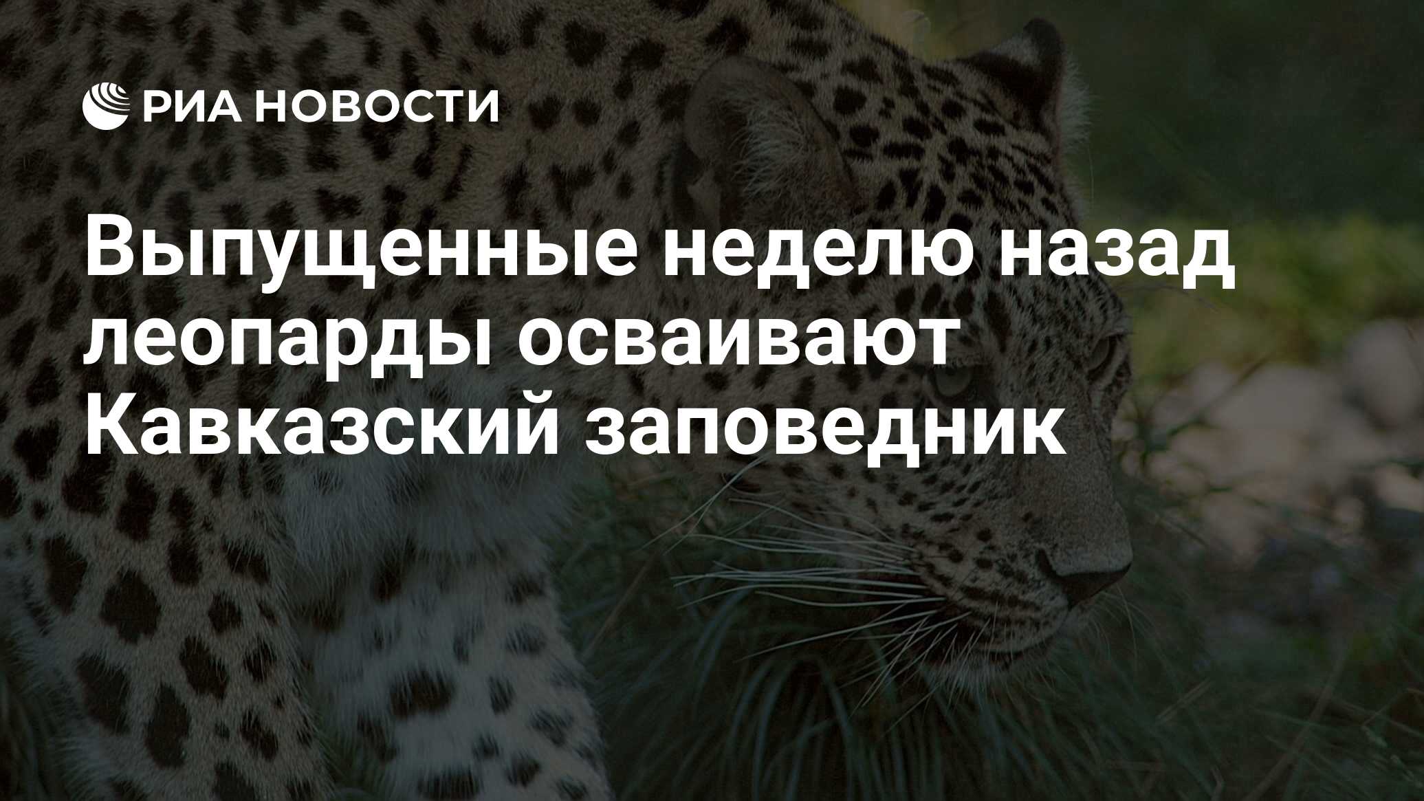 Выпущенные неделю назад леопарды осваивают Кавказский заповедник - РИА  Новости, 02.03.2020