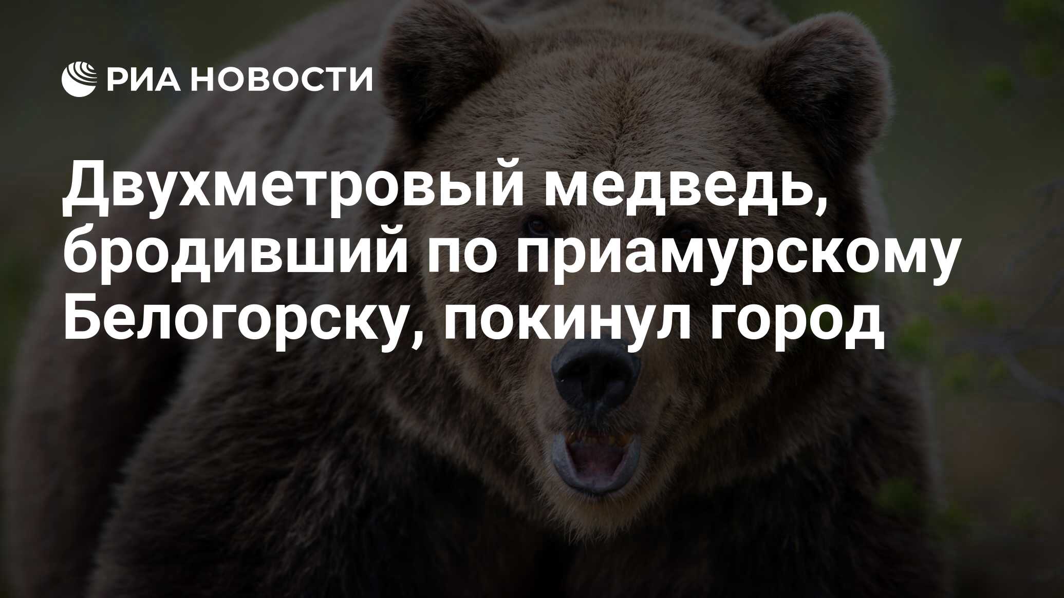 Некоторый медведь. Медведь воскресенье. Женщина родила ребенка пока полиция отгоняла от нее медведей. Россиянка с медведем на рыбалке восхитила иностранцев. Днем медведь ночью бревно меньше трех но больше миллиона