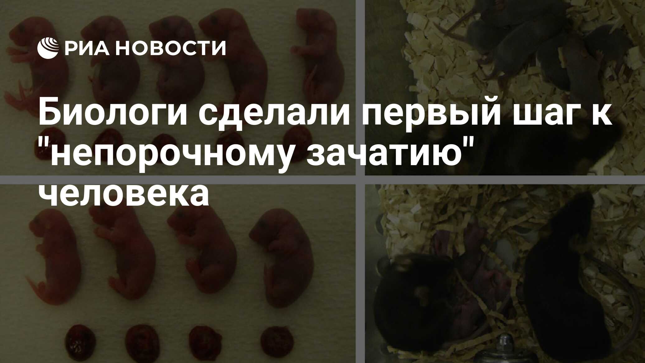 Биологи сделали первый шаг к "непорочному зачатию" человека - РИА Новости,  13.09.2016