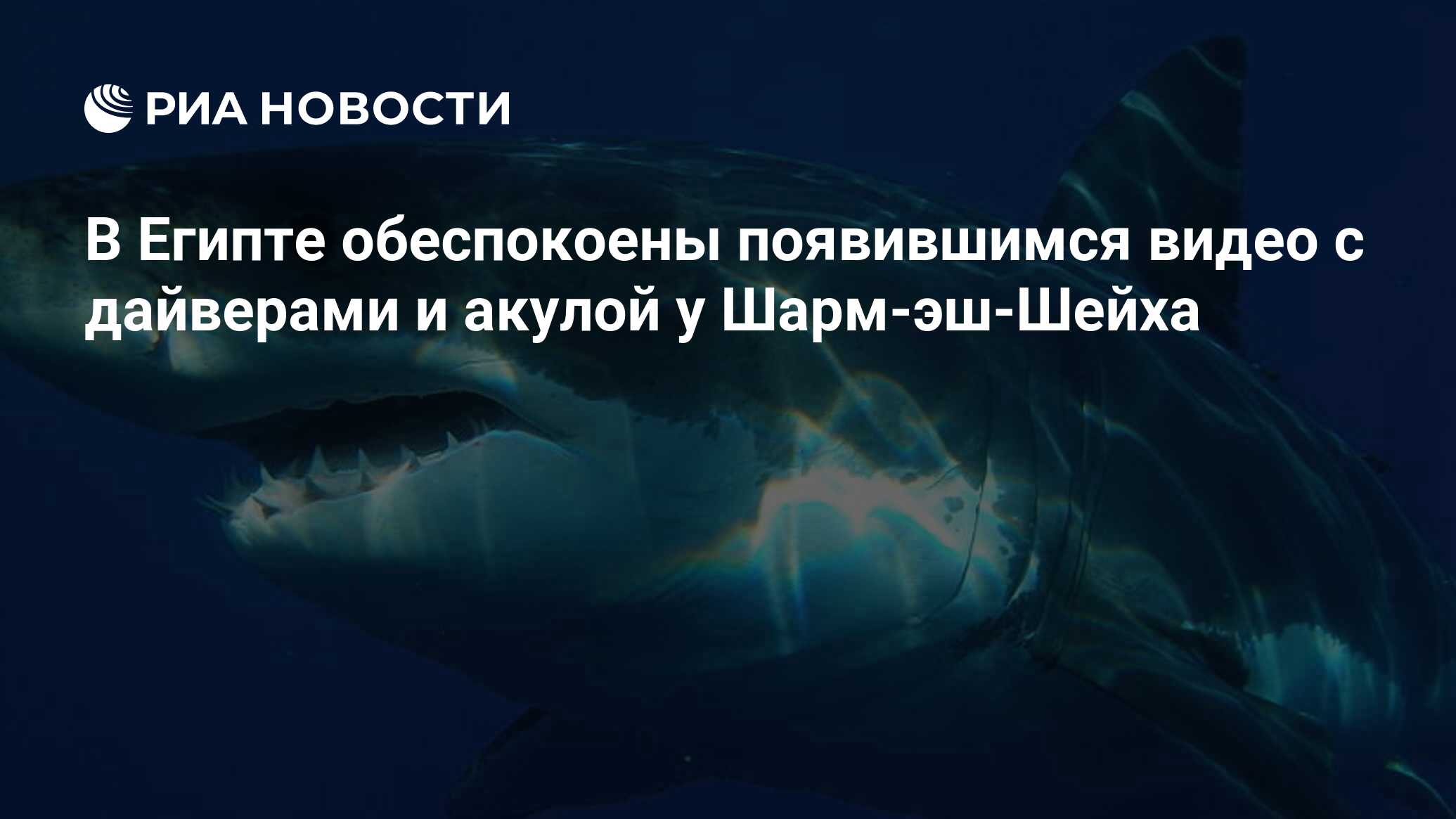 В Египте обеспокоены появившимся видео с дайверами и акулой у Шарм-эш-Шейха  - РИА Новости, 24.09.2016