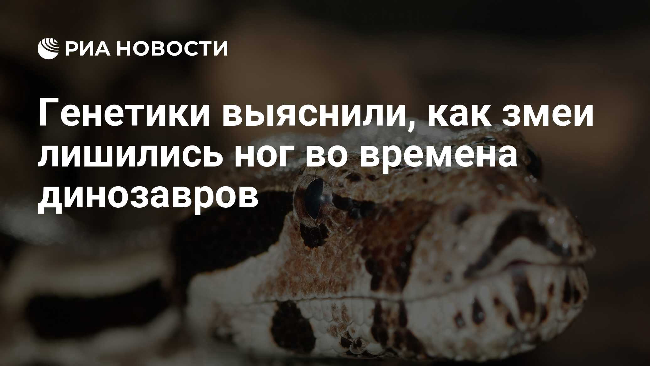 Генетики выяснили, как змеи лишились ног во времена динозавров - РИА  Новости, 21.10.2016