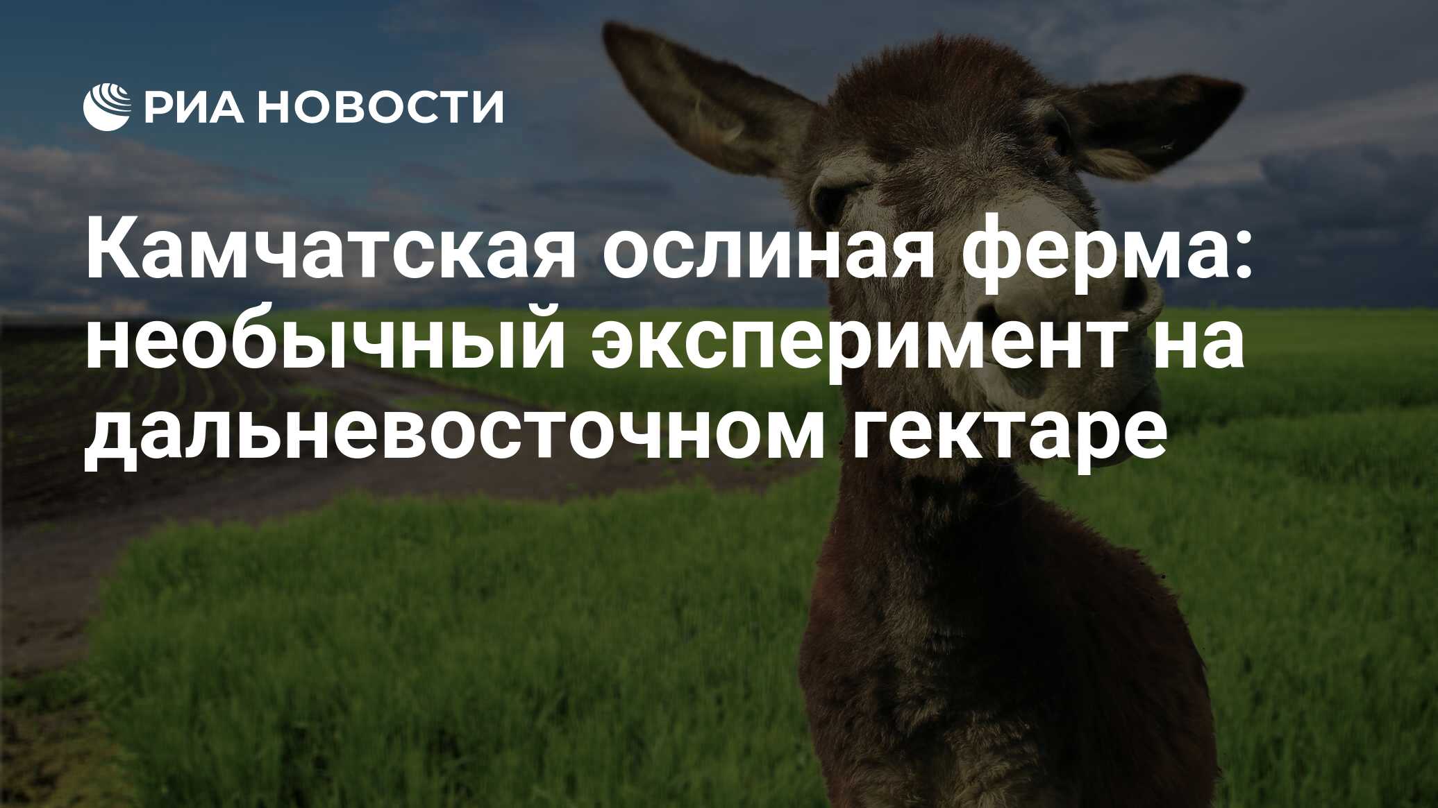 Камчатская ослиная ферма: необычный эксперимент на дальневосточном гектаре  - РИА Новости, 01.11.2016