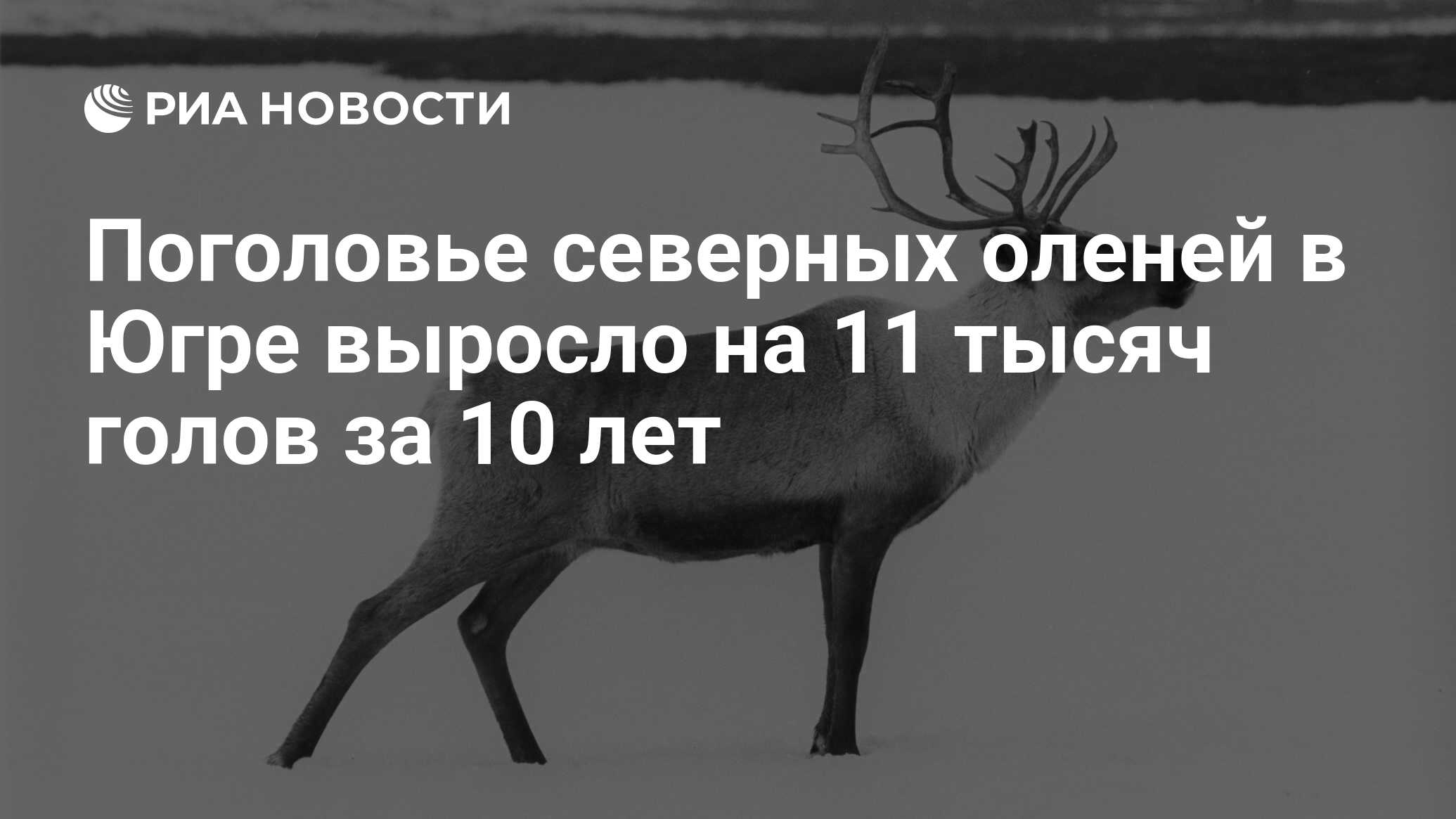 Поголовье северных оленей в Югре выросло на 11 тысяч голов за 10 лет - РИА  Новости, 07.11.2016