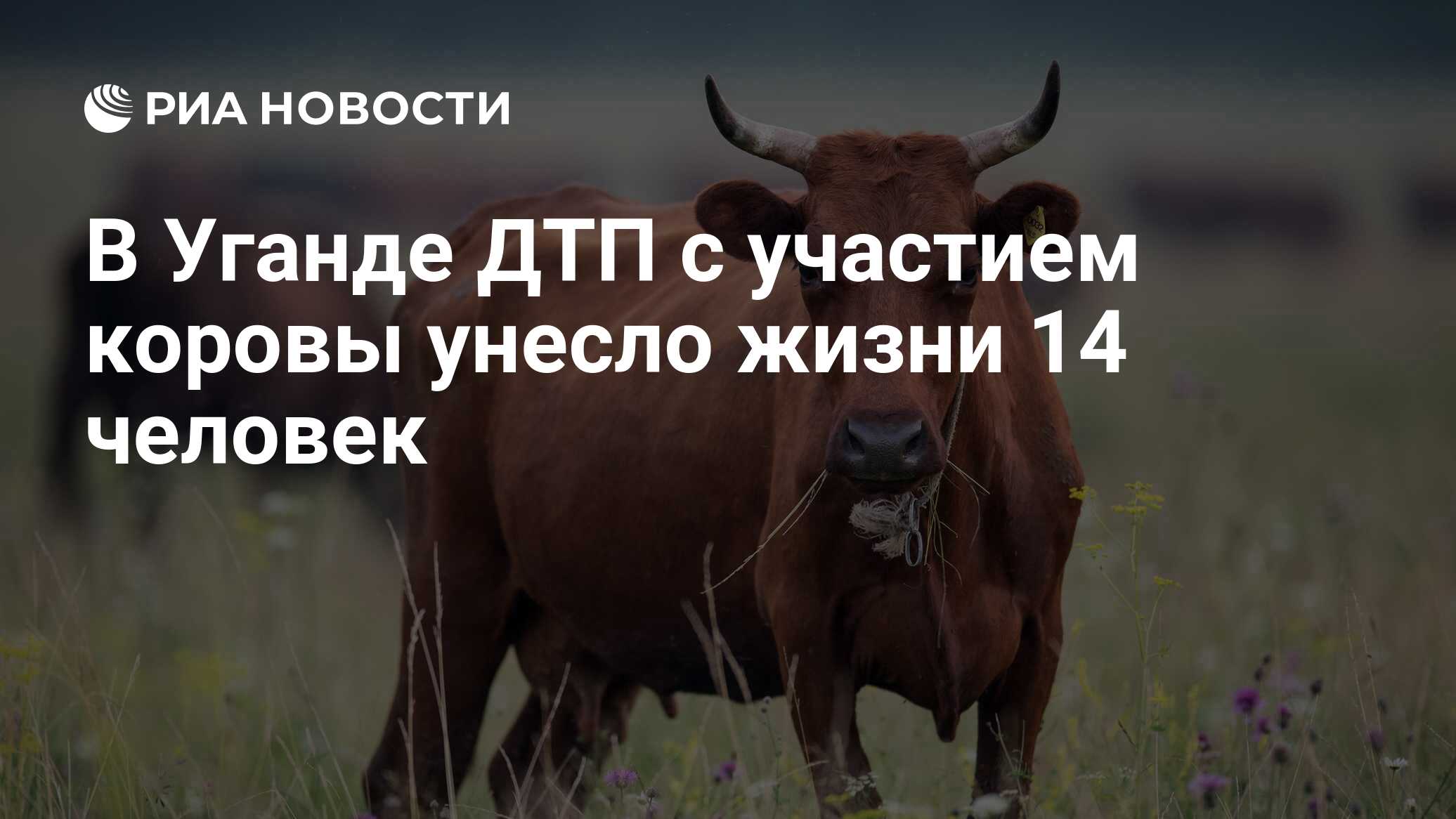 В Уганде ДТП с участием коровы унесло жизни 14 человек - РИА Новости,  04.01.2017