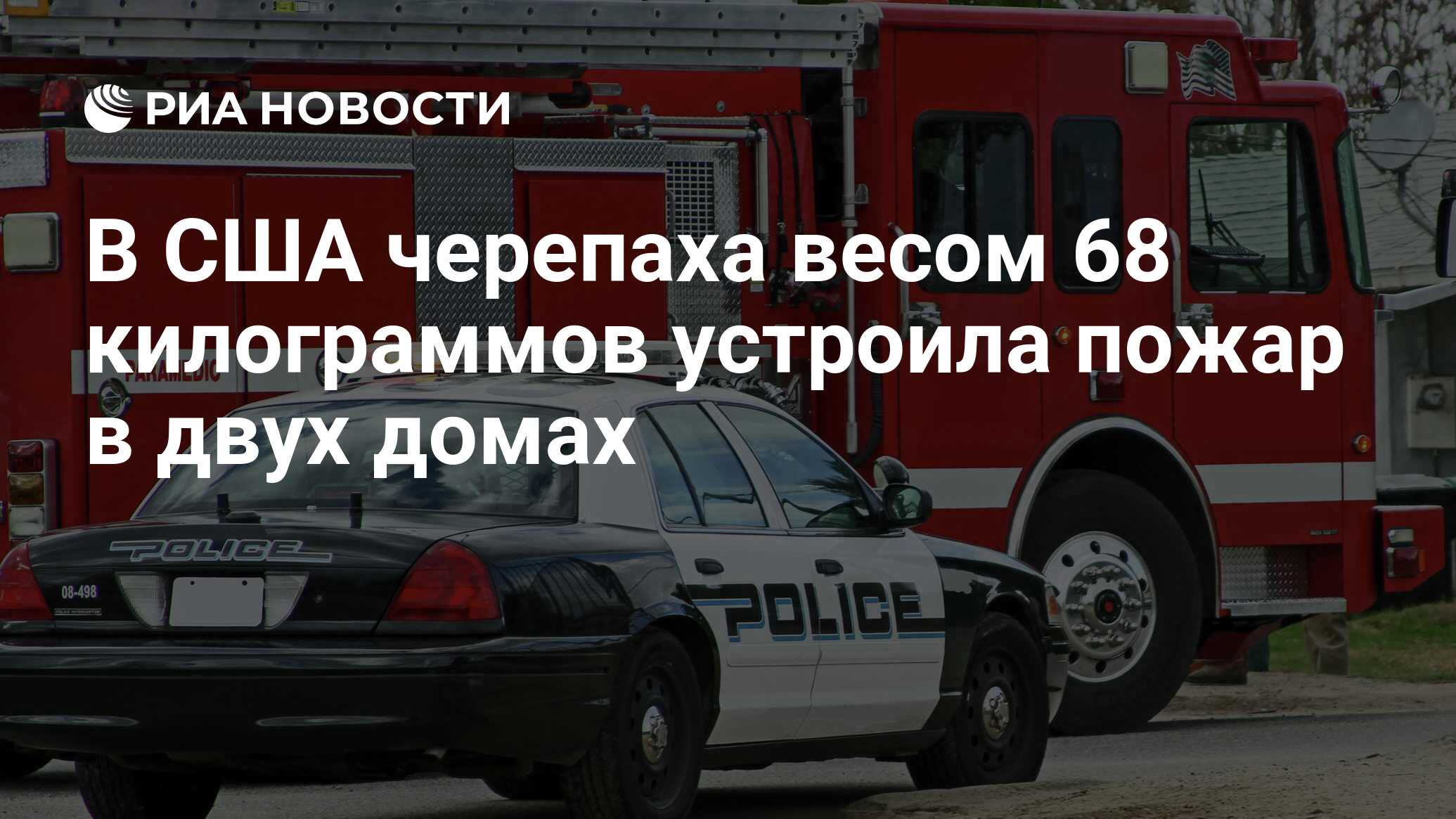 В США черепаха весом 68 килограммов устроила пожар в двух домах - РИА  Новости, 12.01.2017