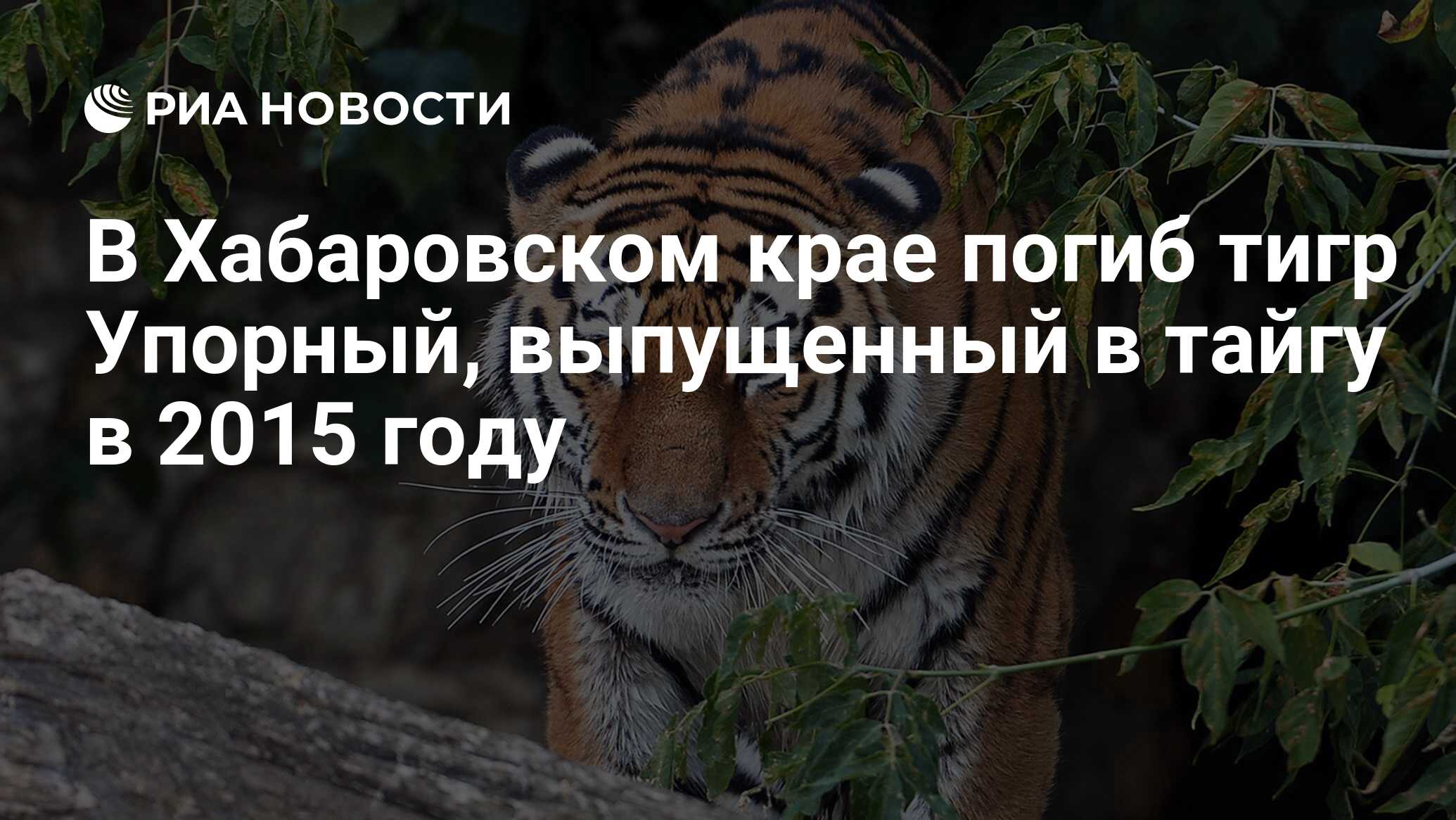 В Хабаровском крае погиб тигр Упорный, выпущенный в тайгу в 2015 году - РИА  Новости, 15.03.2017