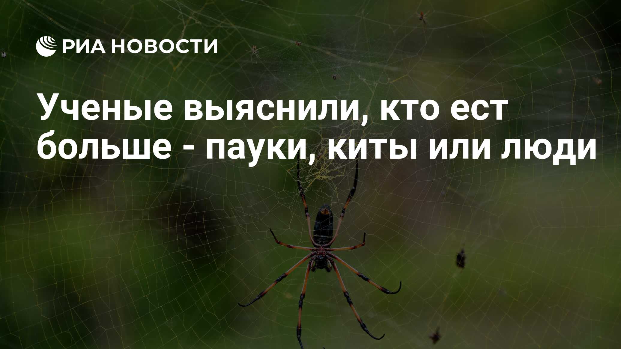 Ученые выяснили, кто ест больше - пауки, киты или люди - РИА Новости,  16.03.2017