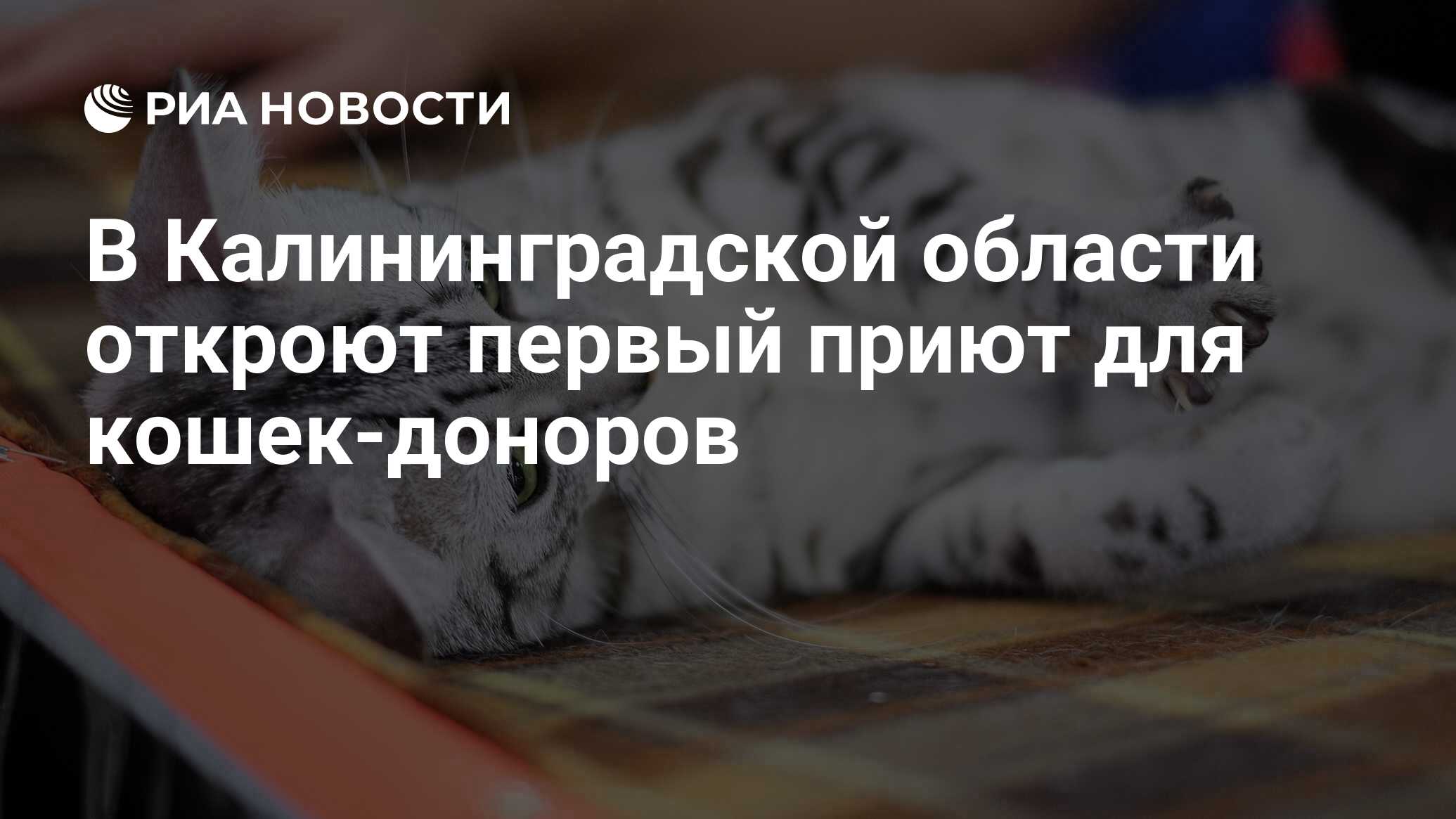 В Калининградской области откроют первый приют для кошек-доноров - РИА  Новости, 15.03.2021