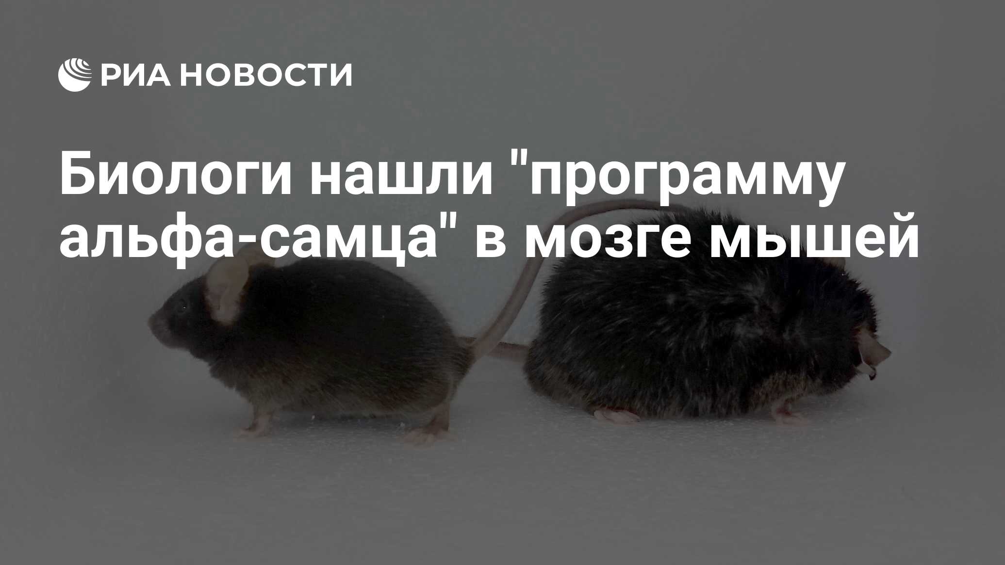 Человек мышь мозг. Мозг мышей мышей блять.