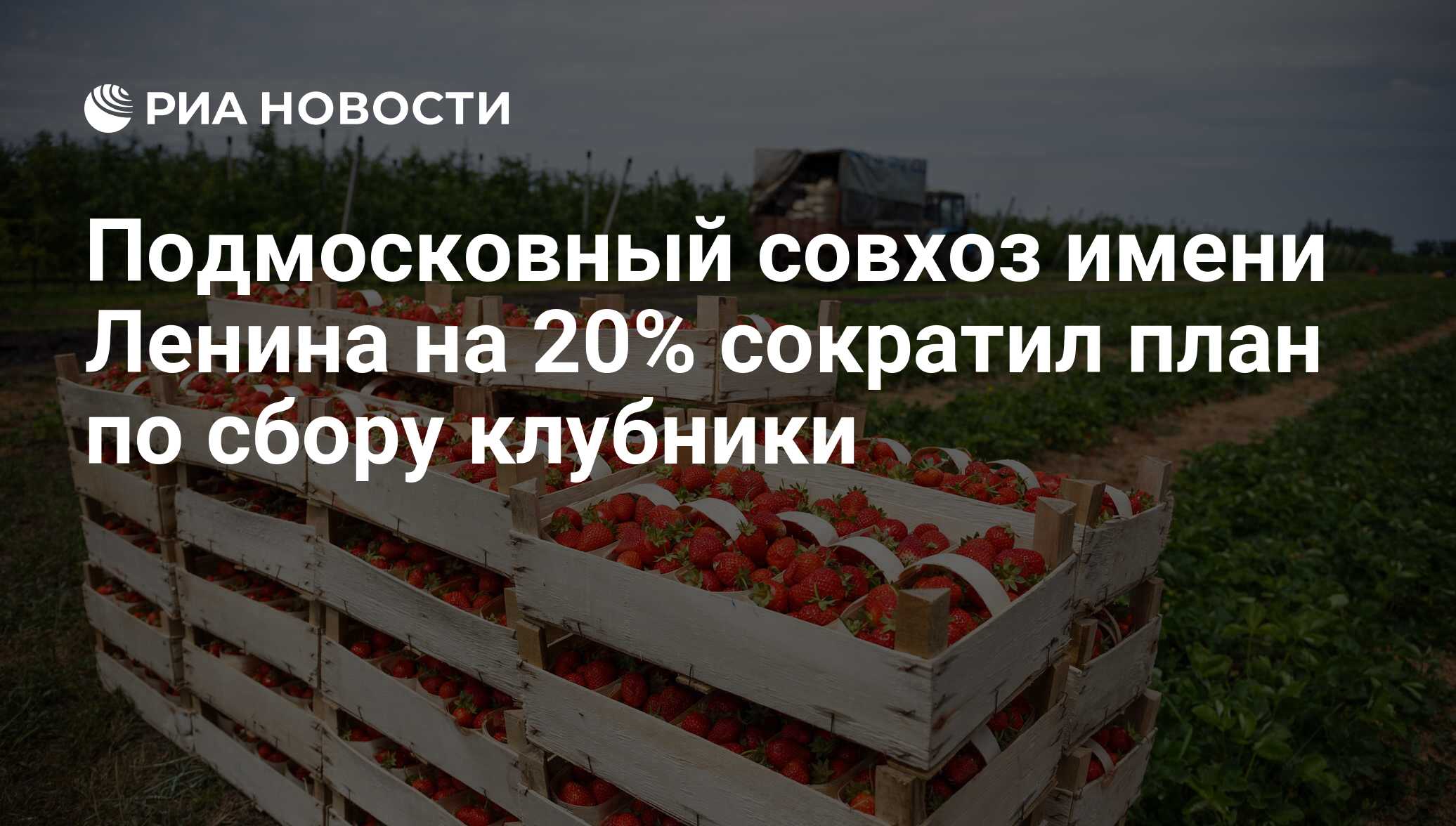 Подмосковный совхоз имени Ленина на 20% сократил план по сбору клубники -  РИА Новости, 17.07.2017