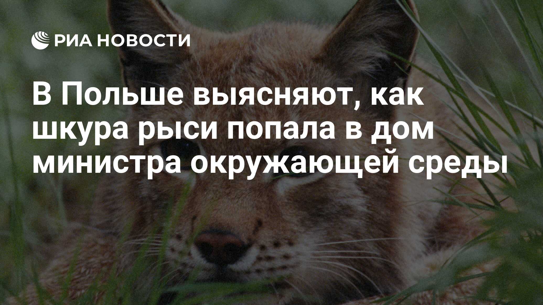 В Польше выясняют, как шкура рыси попала в дом министра окружающей среды -  РИА Новости, 14.08.2017