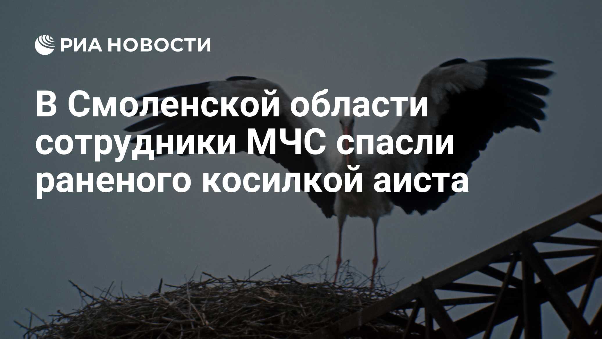 В Смоленской области сотрудники МЧС спасли раненого косилкой аиста - РИА  Новости, 17.08.2017