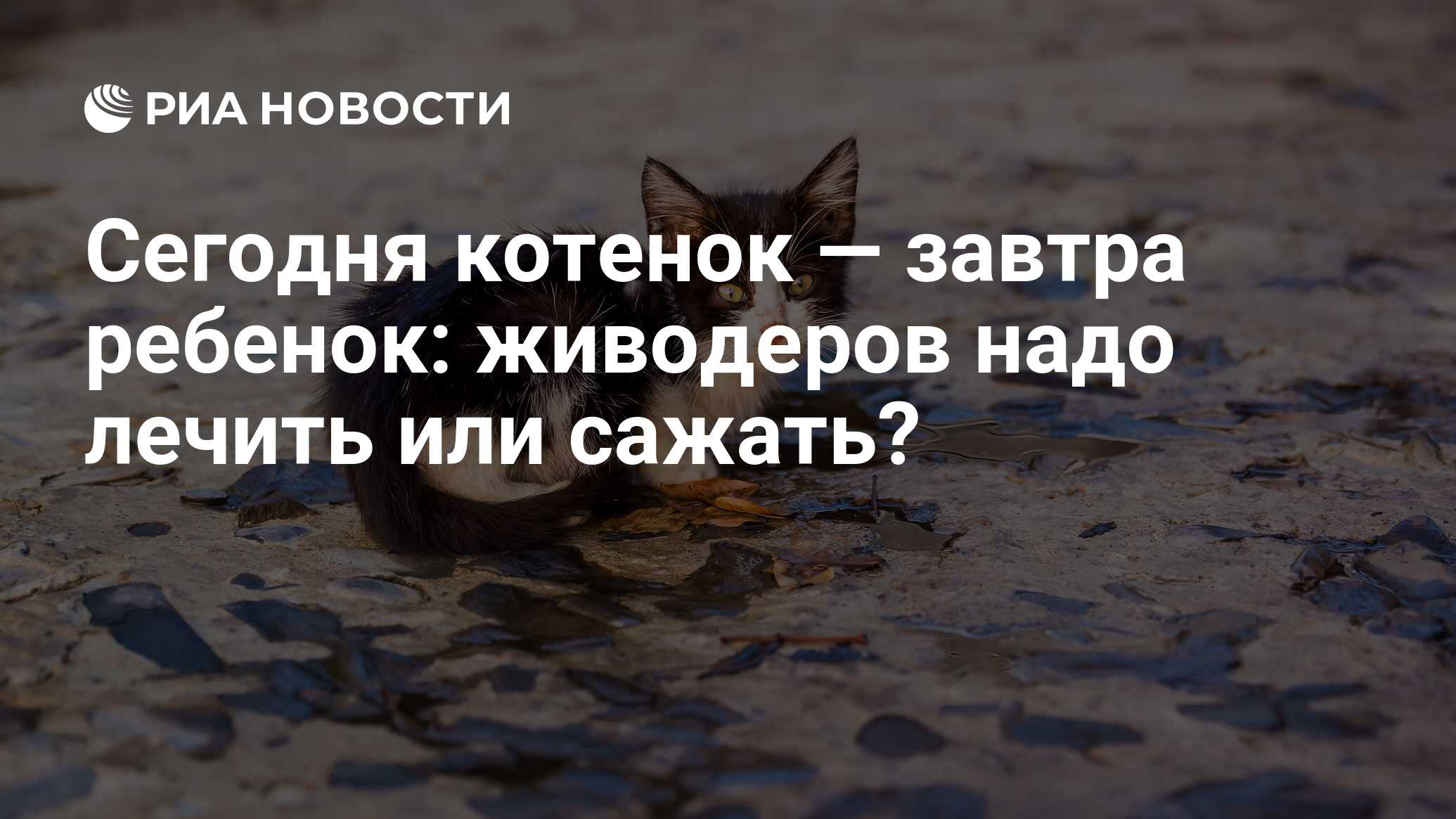 Сегодня котенок — завтра ребенок: живодеров надо лечить или сажать? - РИА  Новости, 26.05.2021