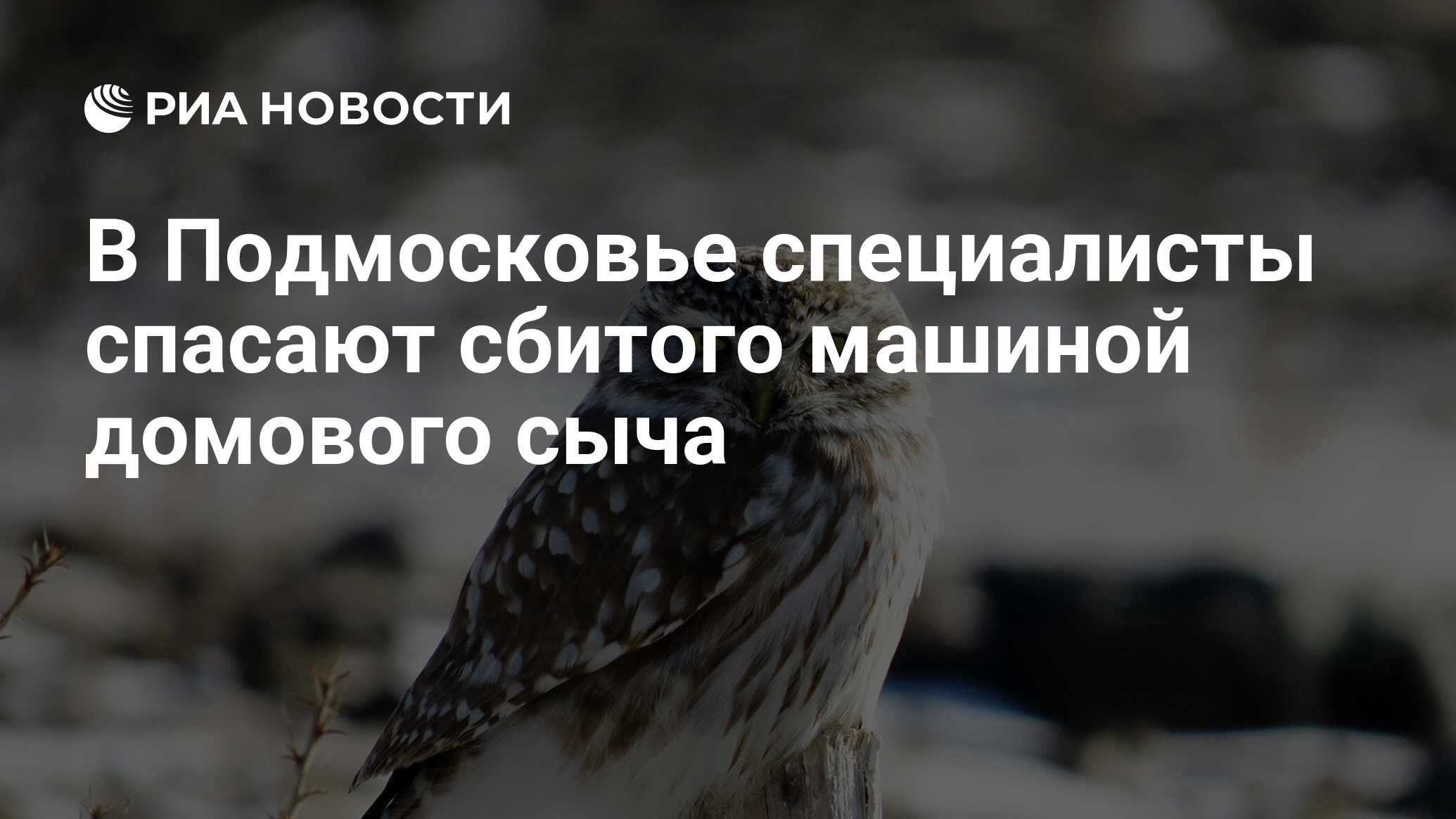 В Подмосковье специалисты спасают сбитого машиной домового сыча - РИА  Новости, 04.09.2017