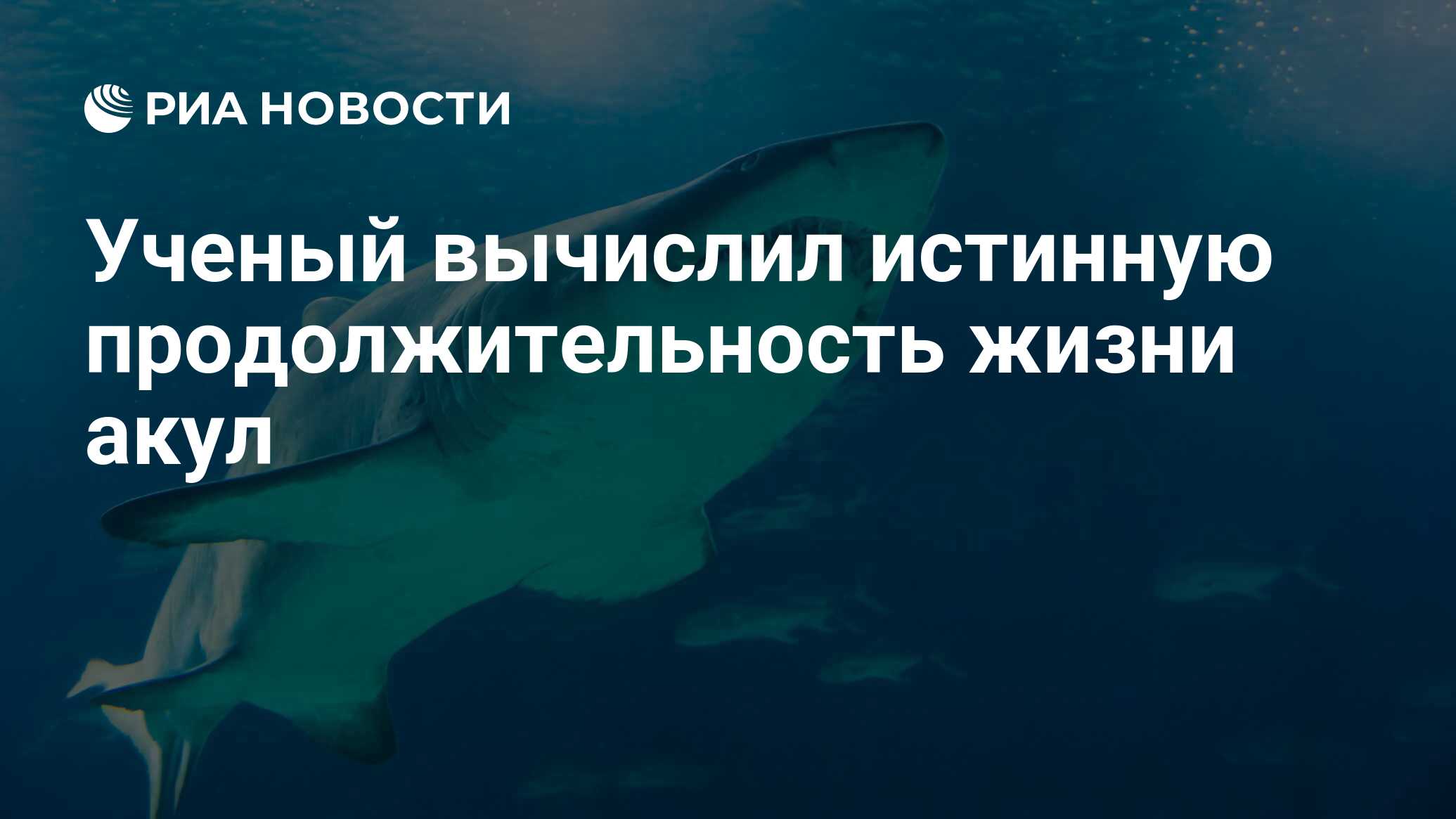 Ученый вычислил истинную продолжительность жизни акул - РИА Новости,  20.09.2017