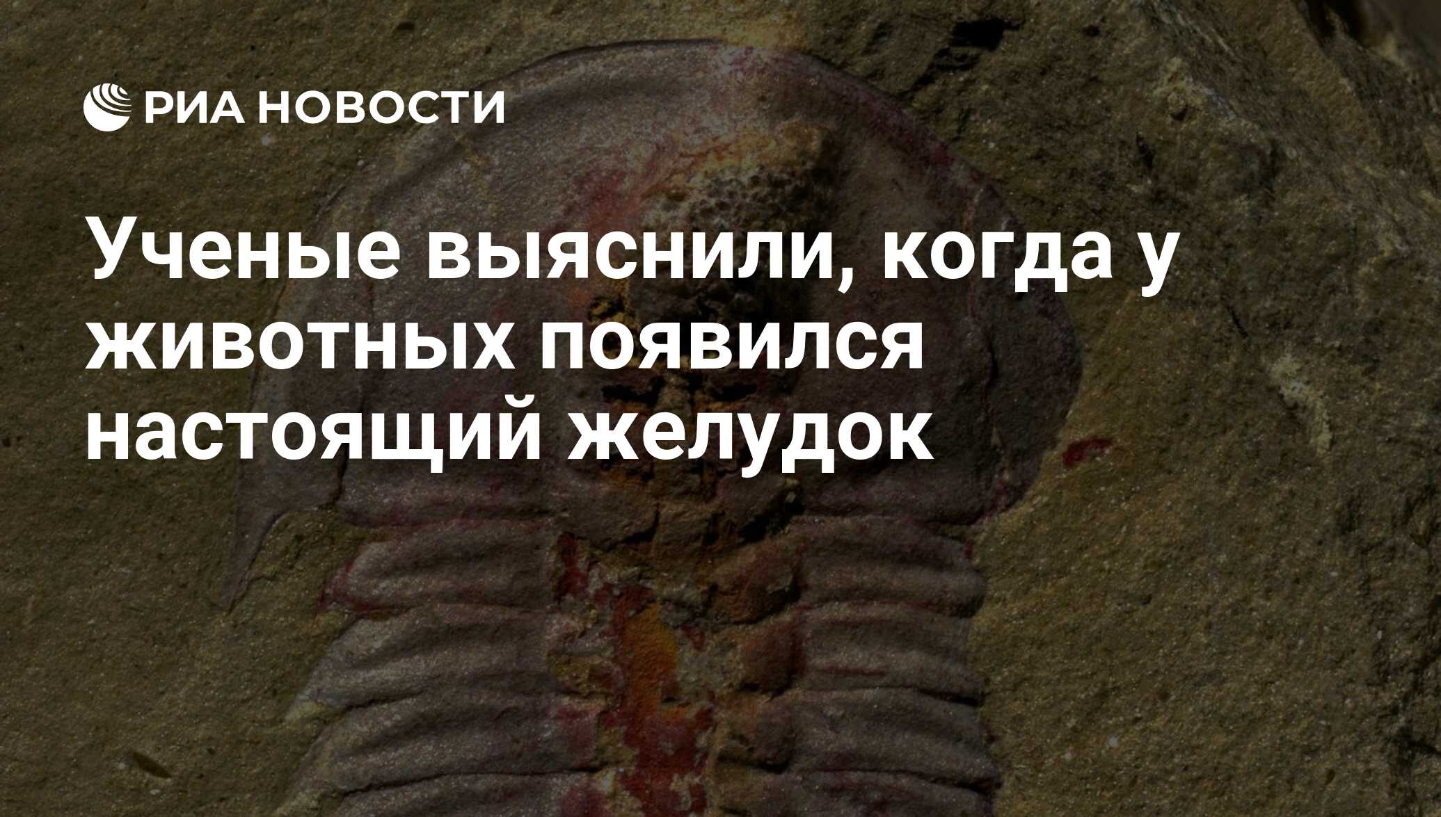 Ученые выяснили, когда у животных появился настоящий желудок - РИА Новости,  22.09.2017