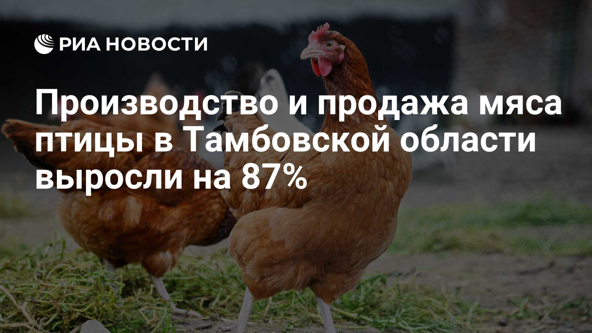 Производство и продажа мяса птицы в Тамбовской области выросли на 87% - РИА  Новости, 26.09.2017