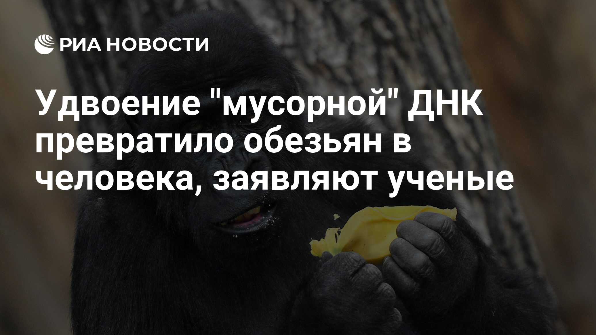 Почему современные обезьяны не превращаются в человека. Почему современные обезьяны не превращаются в человека
