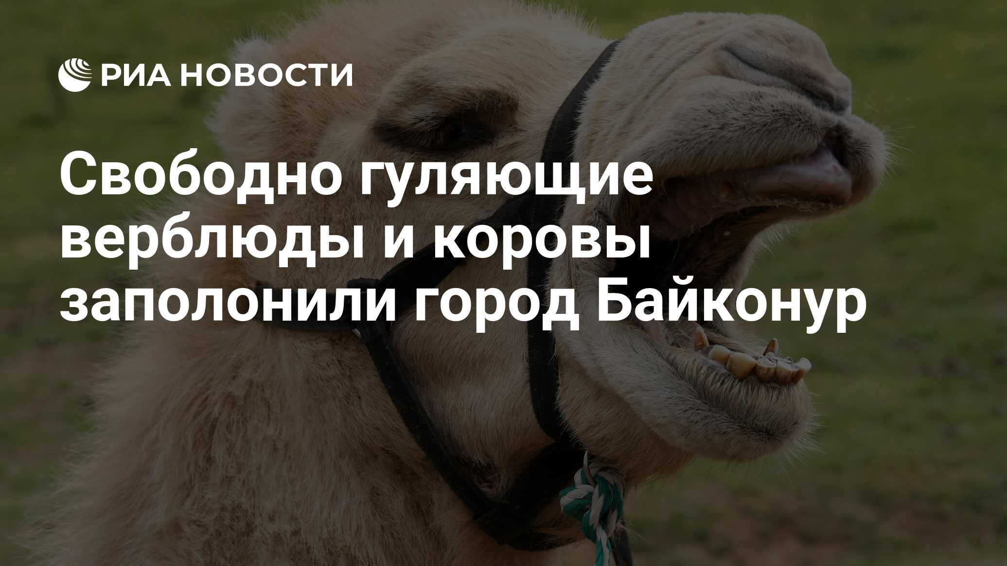 Свободно гуляющие верблюды и коровы заполонили город Байконур - РИА  Новости, 24.10.2017