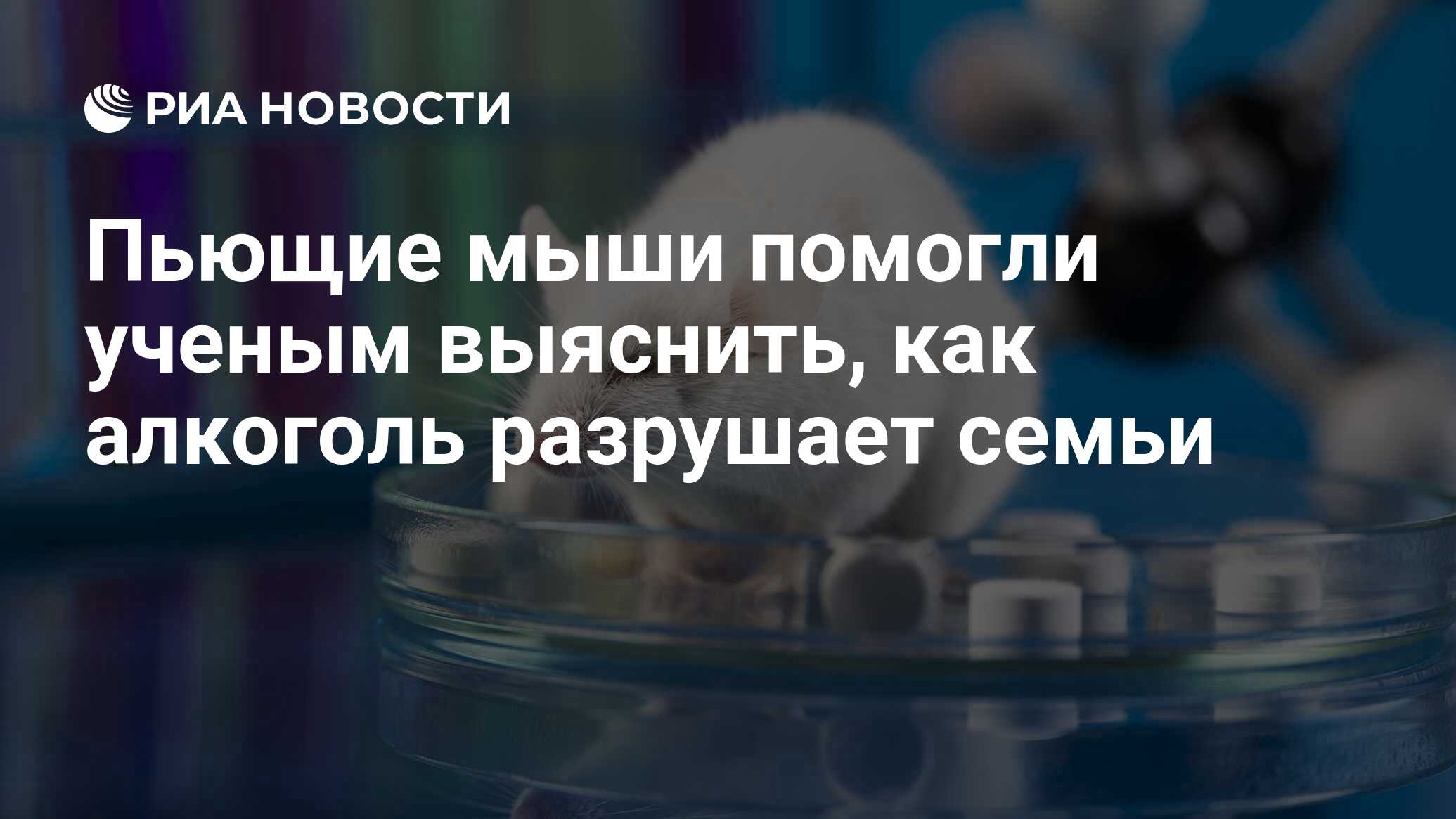 Пьющие мыши помогли ученым выяснить, как алкоголь разрушает семьи - РИА  Новости, 03.03.2020