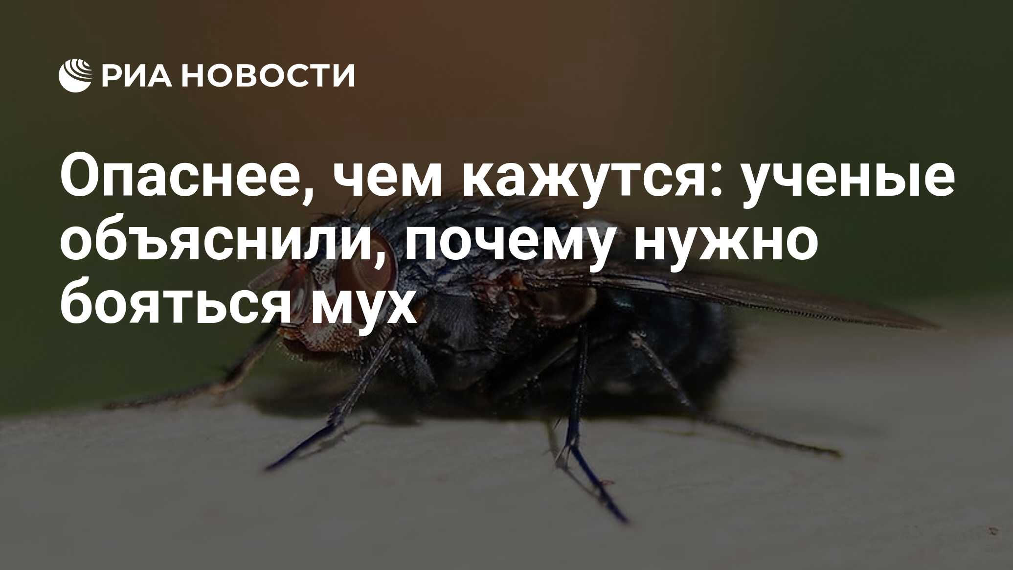 Опаснее, чем кажутся: ученые объяснили, почему нужно бояться мух - РИА  Новости, 26.11.2017