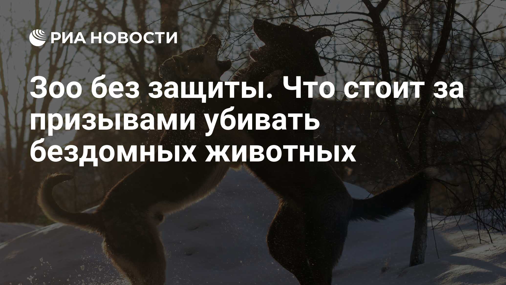 Зоо без защиты. Что стоит за призывами убивать бездомных животных - РИА  Новости, 14.12.2017