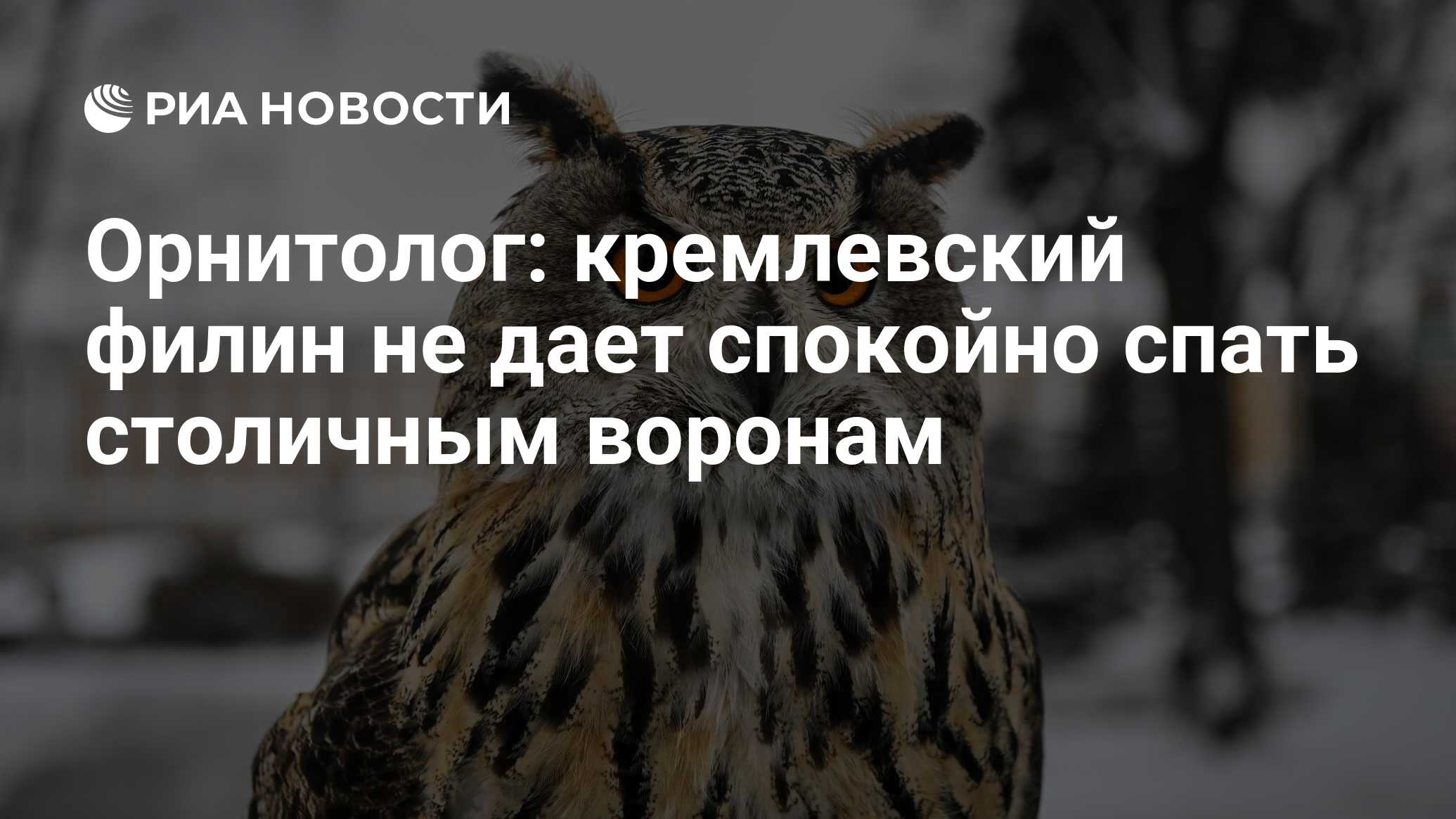 Орнитолог: кремлевский филин не дает спокойно спать столичным воронам - РИА  Новости, 03.03.2020