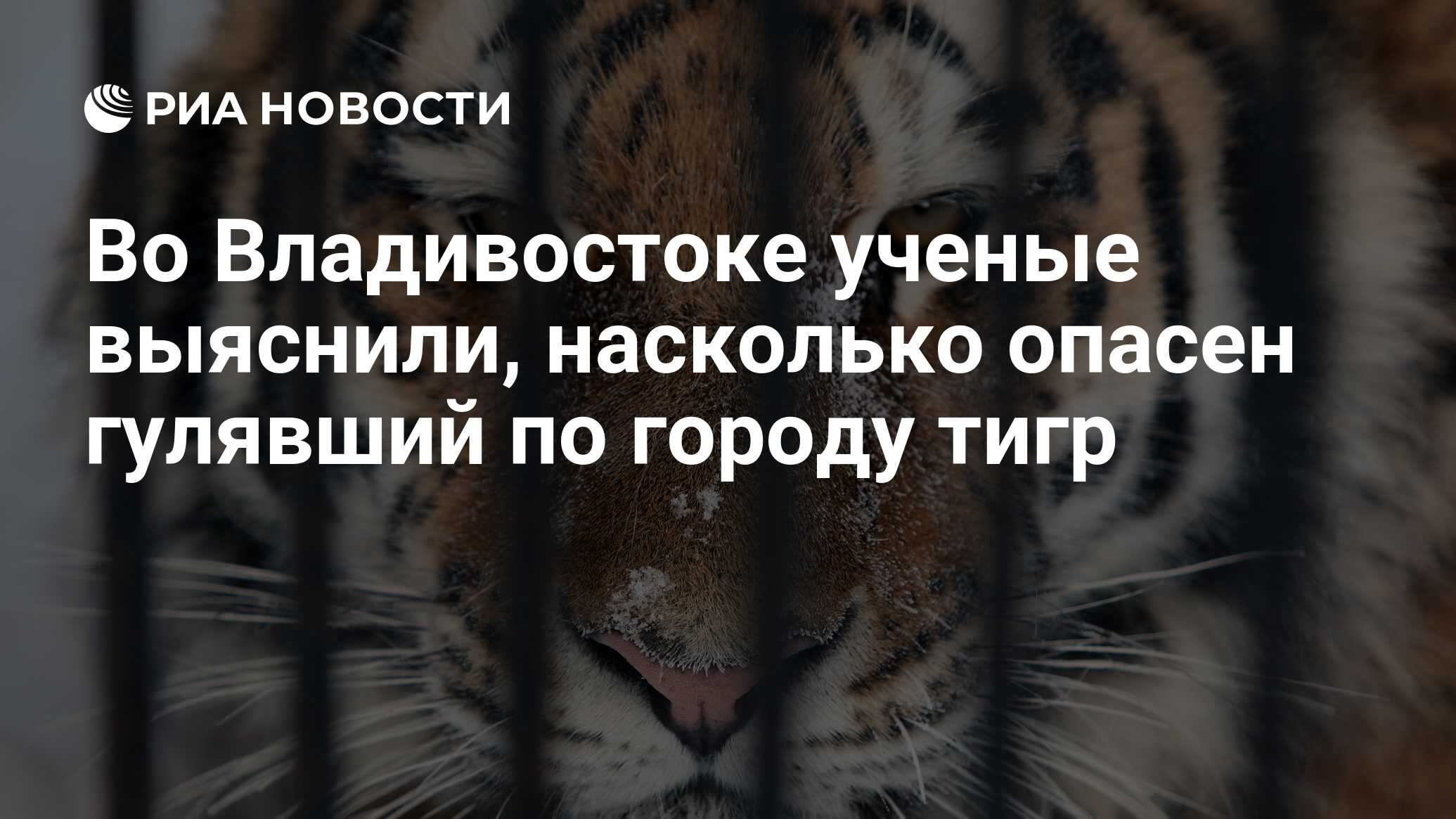 Во Владивостоке ученые выяснили, насколько опасен гулявший по городу тигр -  РИА Новости, 31.12.2017