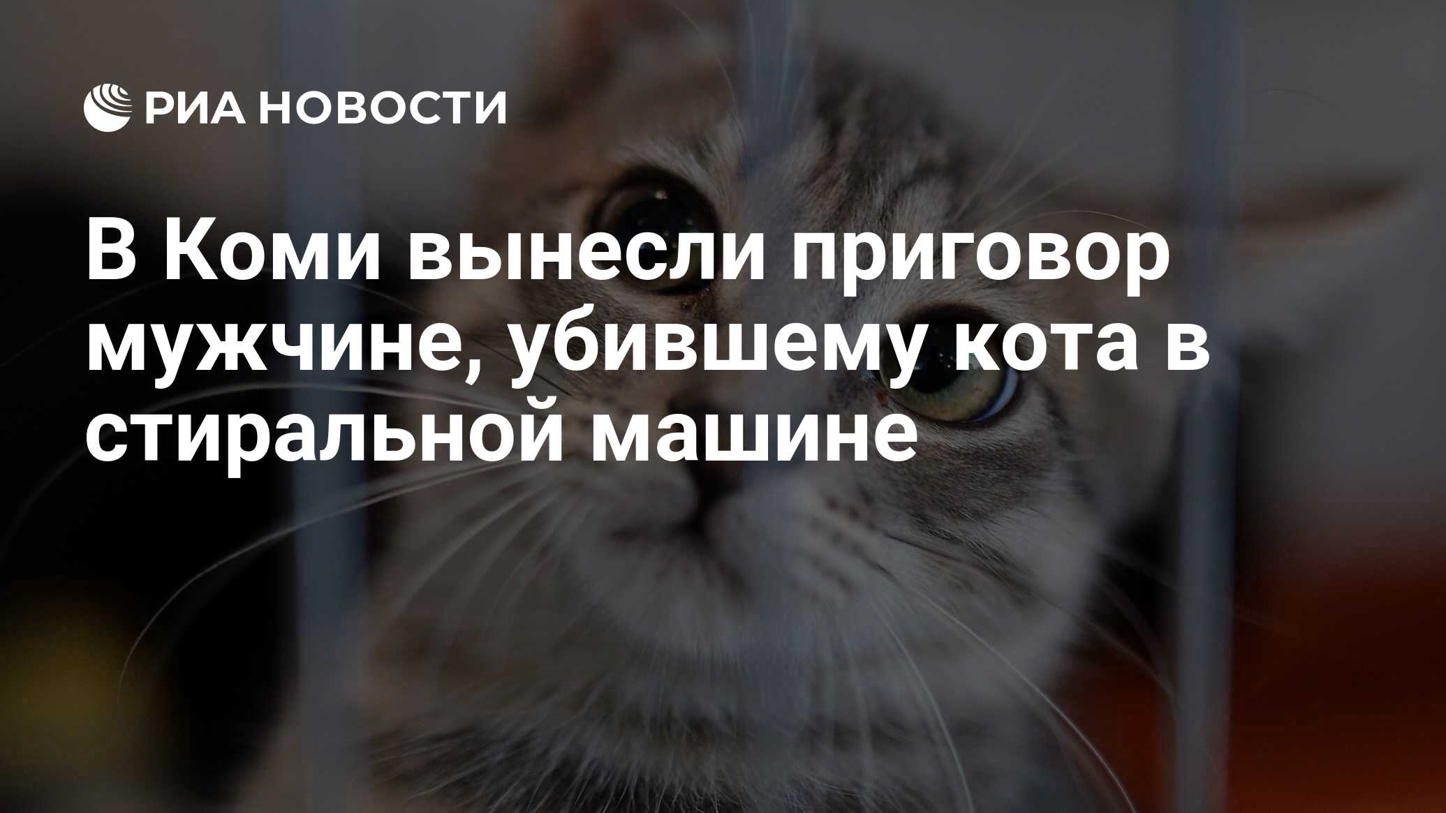 В Коми вынесли приговор мужчине, убившему кота в стиральной машине - РИА  Новости, 14.02.2020