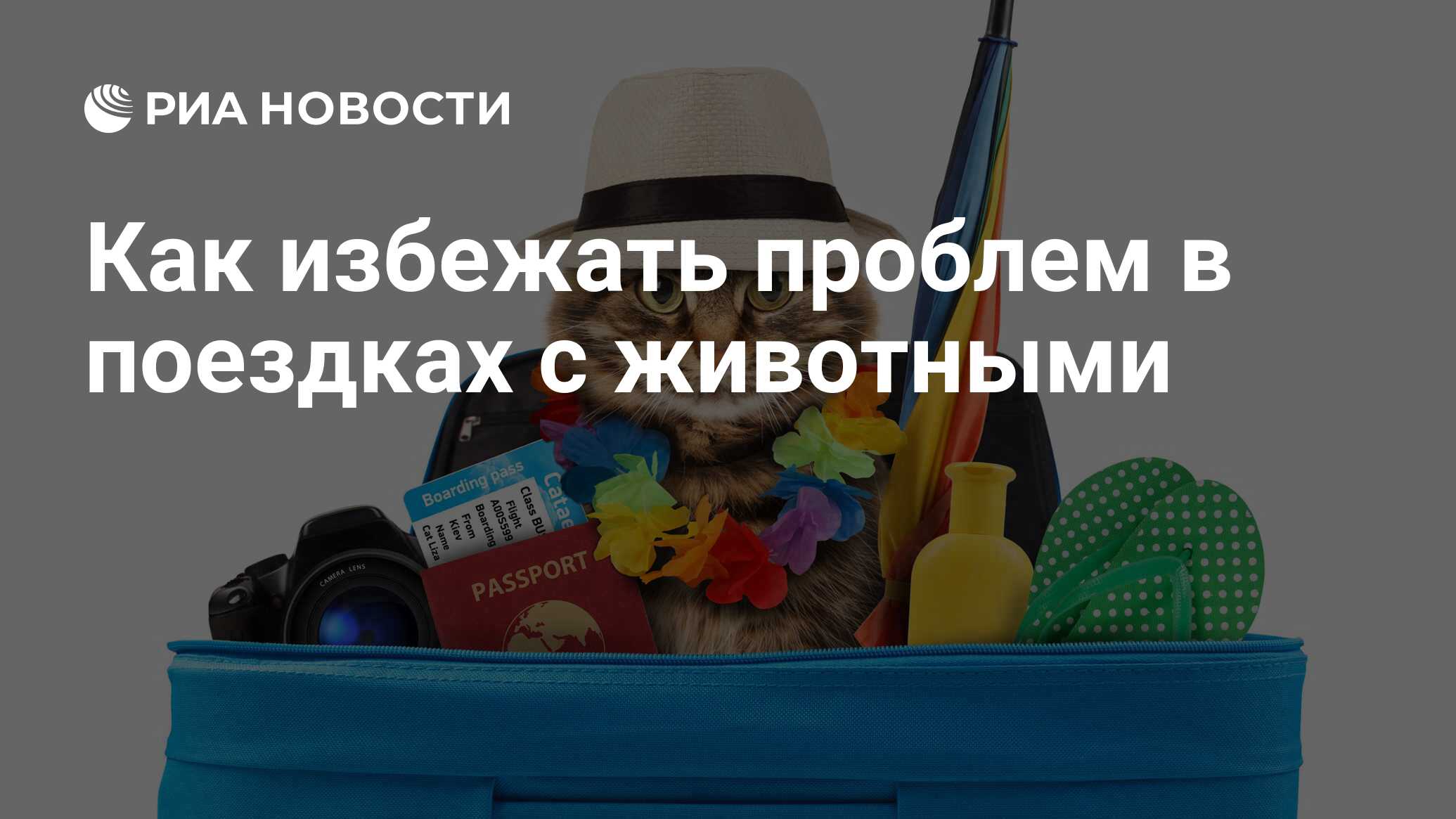 Как избежать проблем в поездках с животными - РИА Новости, 03.03.2020