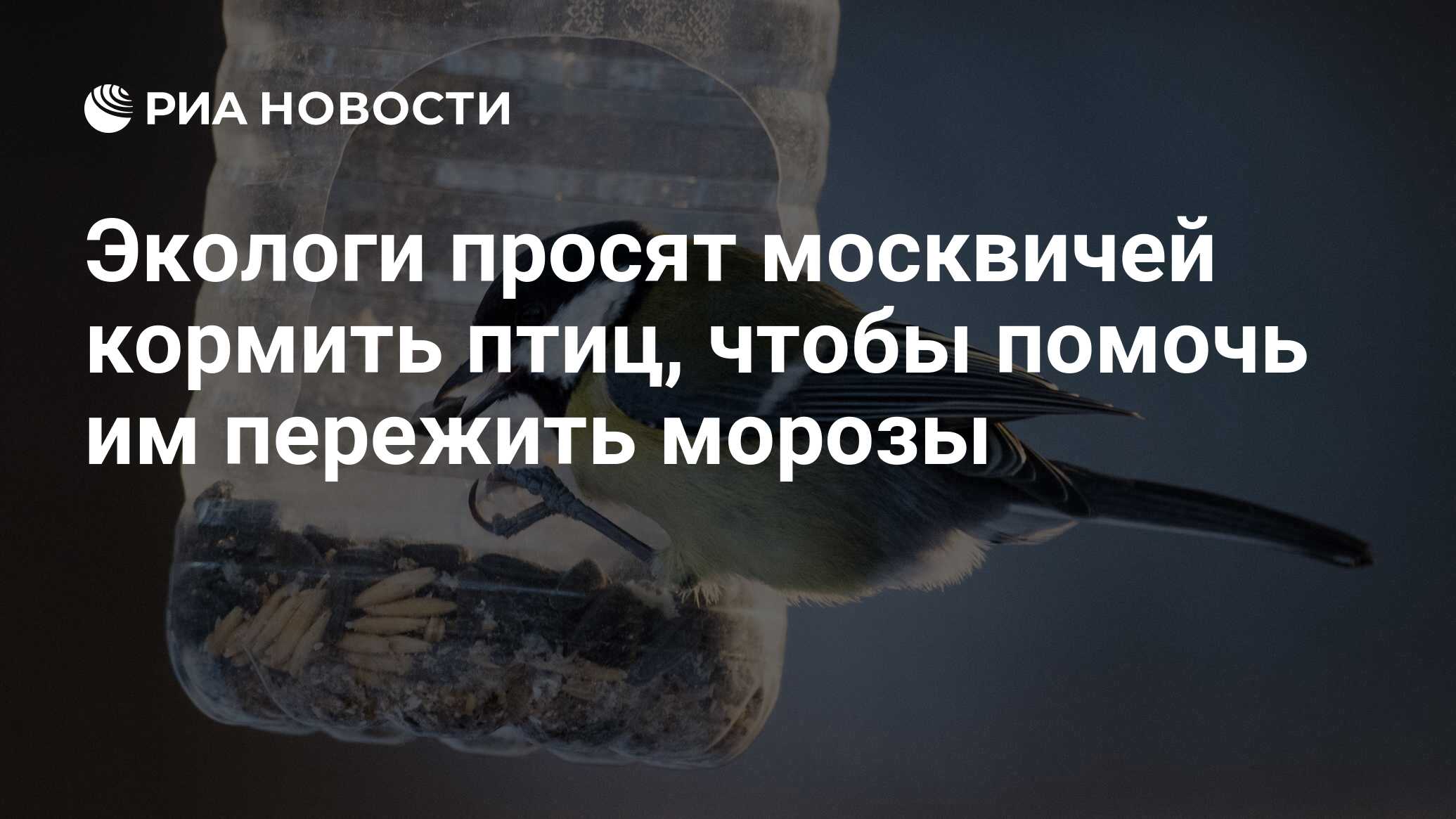 Экологи просят москвичей кормить птиц, чтобы помочь им пережить морозы -  РИА Новости, 22.02.2018