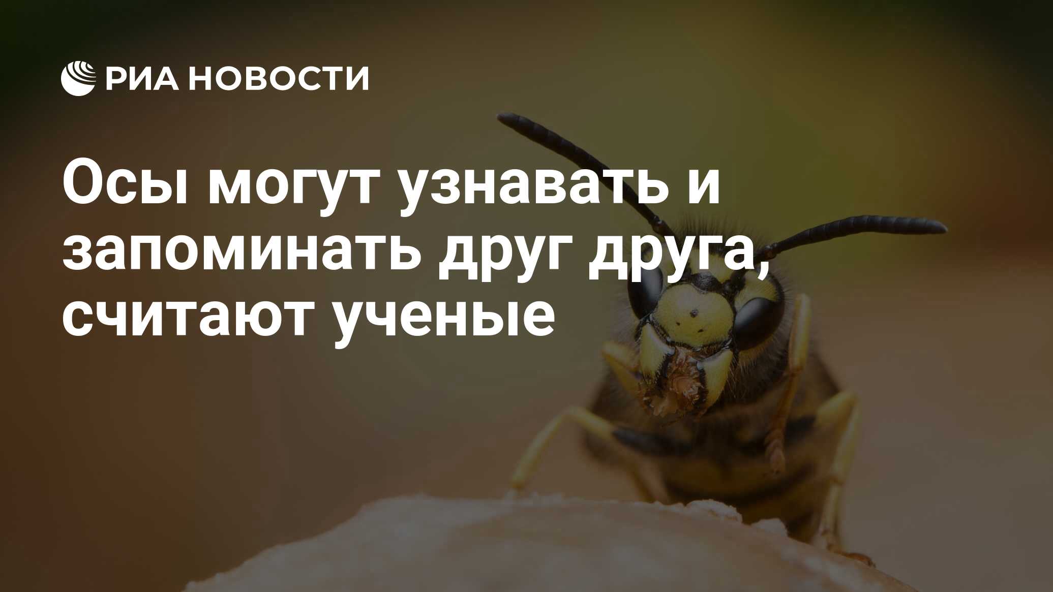 Осы могут узнавать и запоминать друг друга, считают ученые - РИА Новости,  23.09.2008