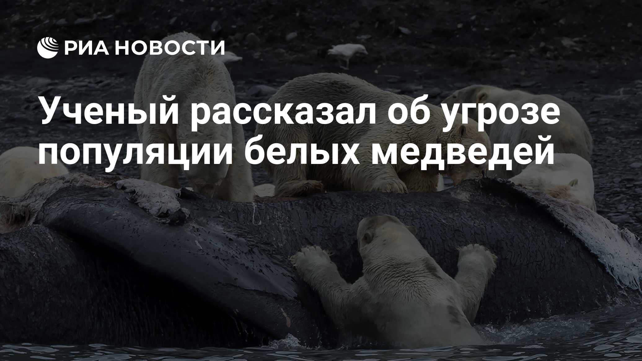 Ученый рассказал об угрозе популяции белых медведей - РИА Новости,  03.03.2020