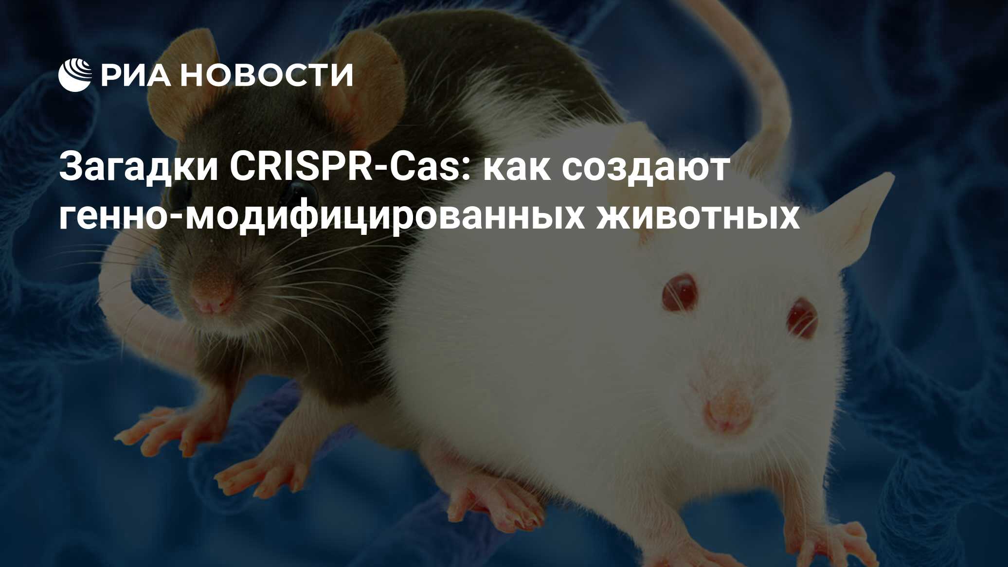 Загадки CRISPR-Cas: как создают генно-модифицированных животных - РИА  Новости, 27.11.2019