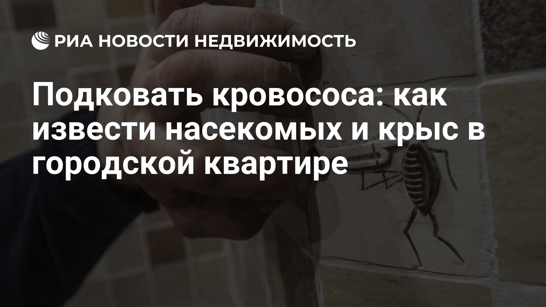 Подковать кровососа: как извести насекомых и крыс в городской квартире -  Недвижимость РИА Новости, 13.03.2018