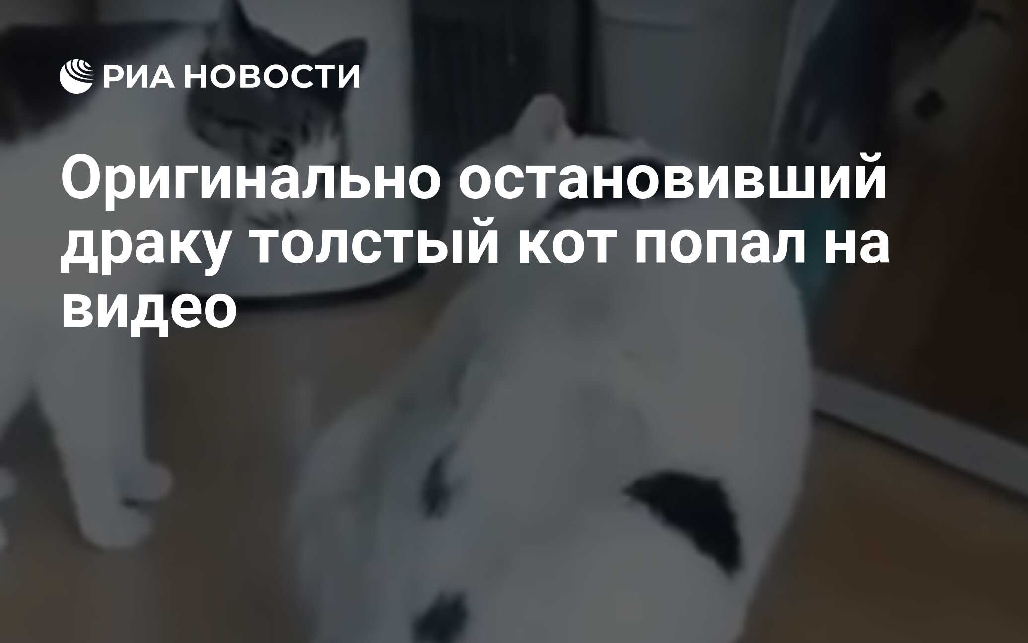 Оригинально остановивший драку толстый кот попал на видео - РИА Новости,  03.03.2020