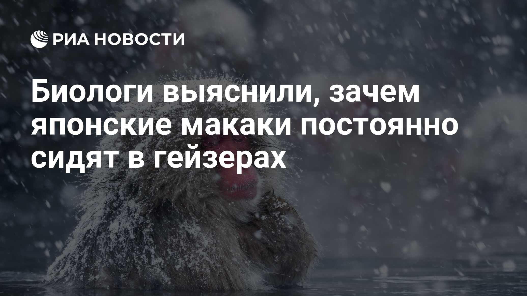 Биологи выяснили, зачем японские макаки постоянно сидят в гейзерах - РИА  Новости, 04.04.2018