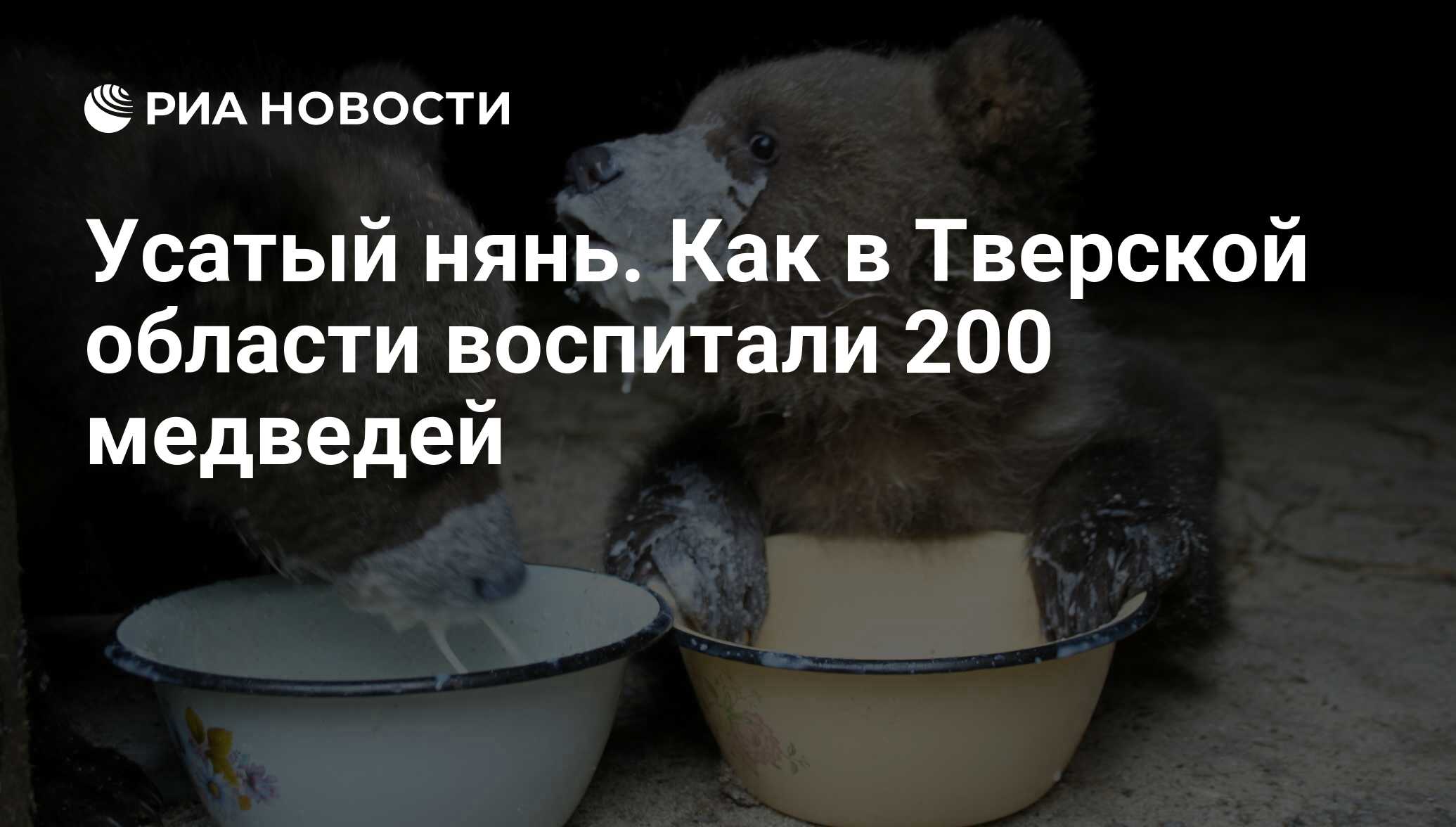 Усатый нянь. Как в Тверской области воспитали 200 медведей - РИА Новости,  08.04.2018