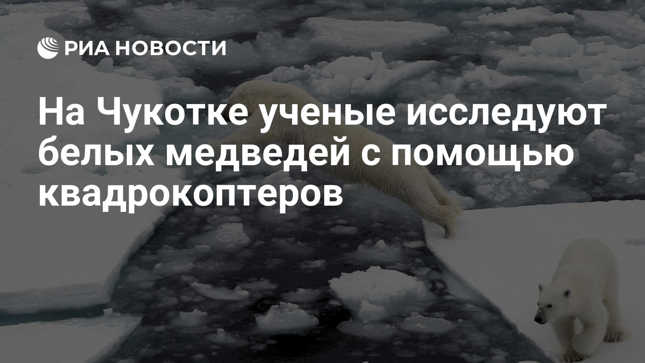 На Чукотке ученые исследуют белых медведей с помощью квадрокоптеров - РИА  Новости, 14.05.2018