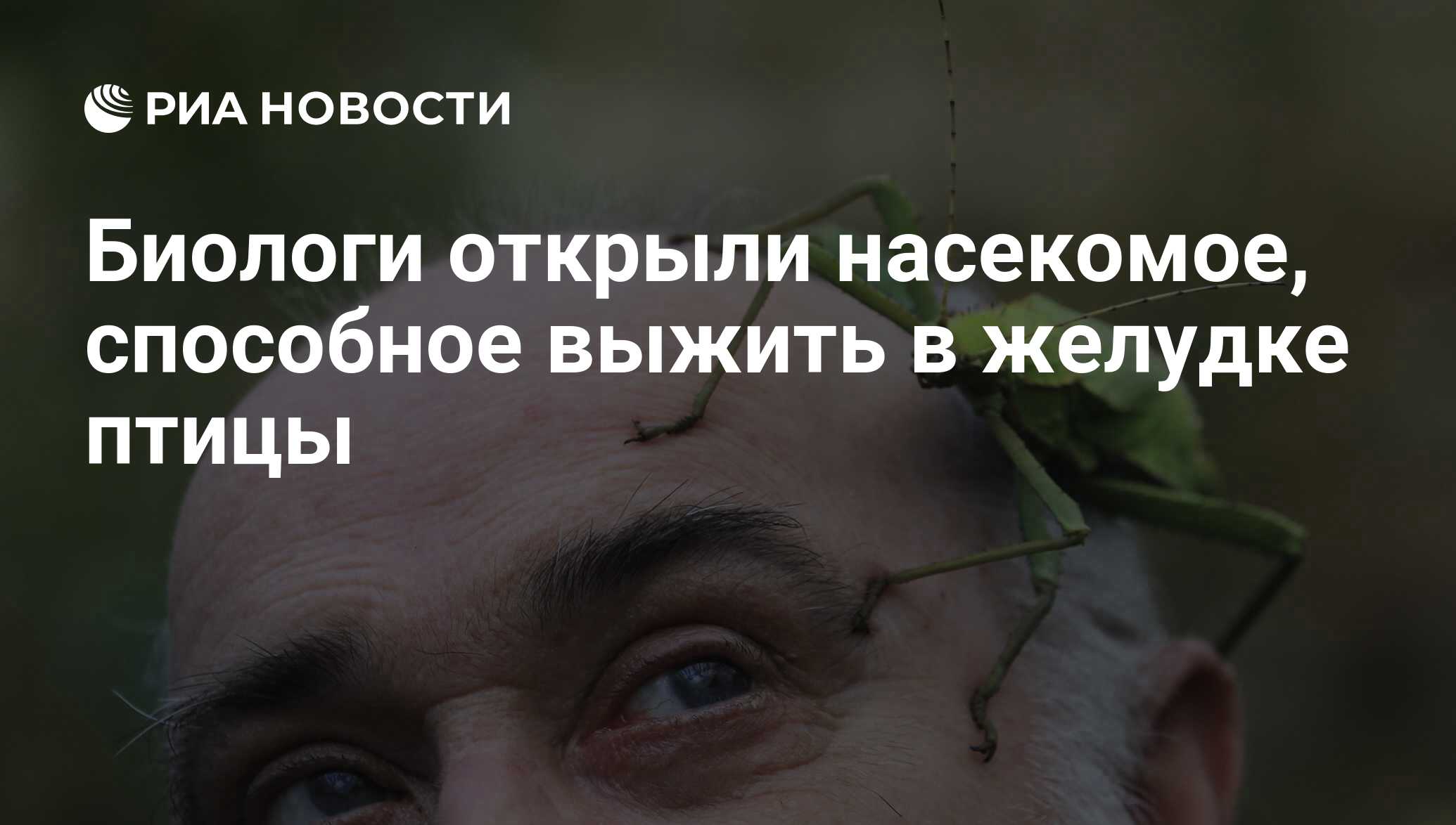 Биологи открыли насекомое, способное выжить в желудке птицы - РИА Новости,  28.05.2018