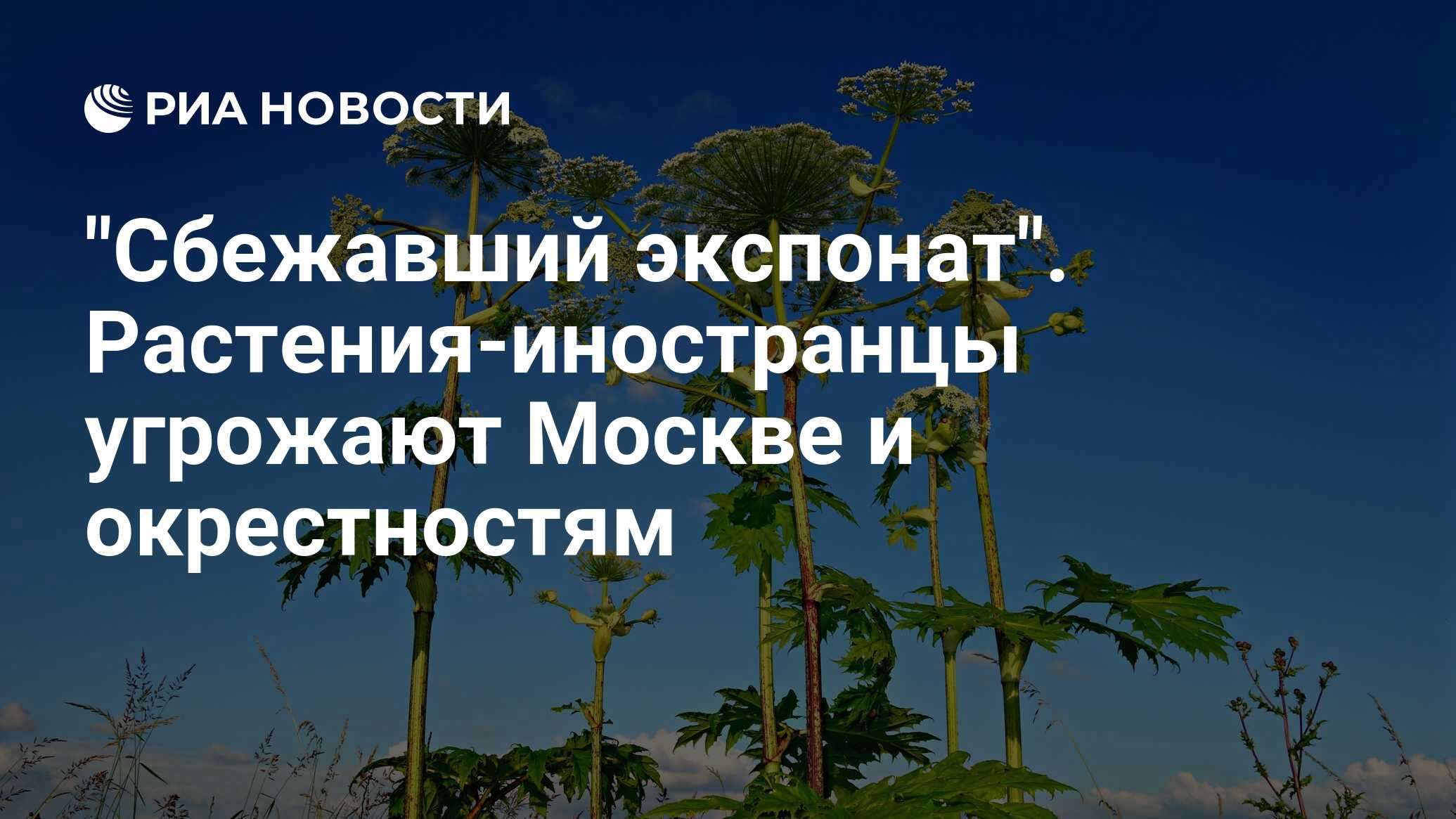 Растения чужеземцы проект