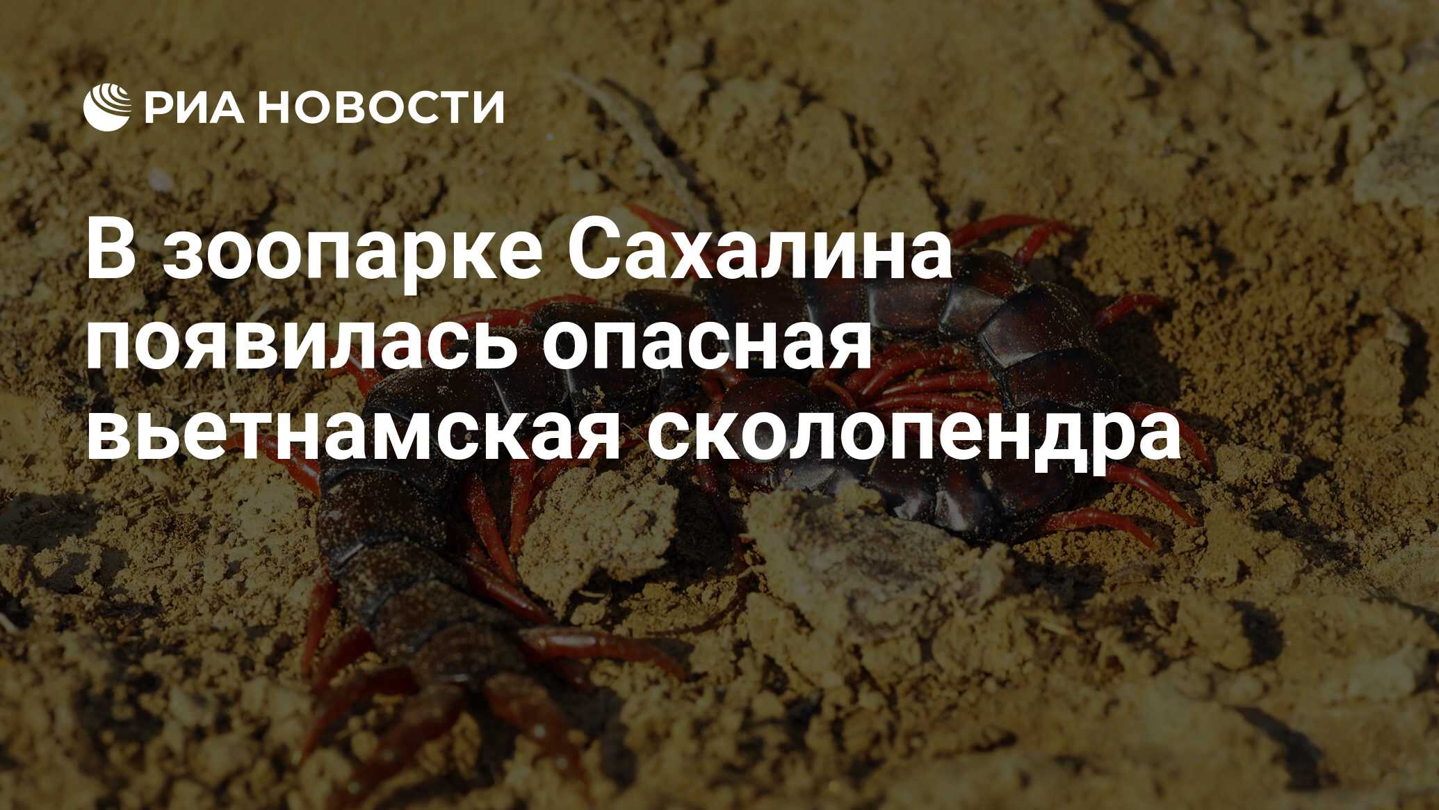 В зоопарке Сахалина появилась опасная вьетнамская сколопендра - РИА  Новости, 06.06.2018