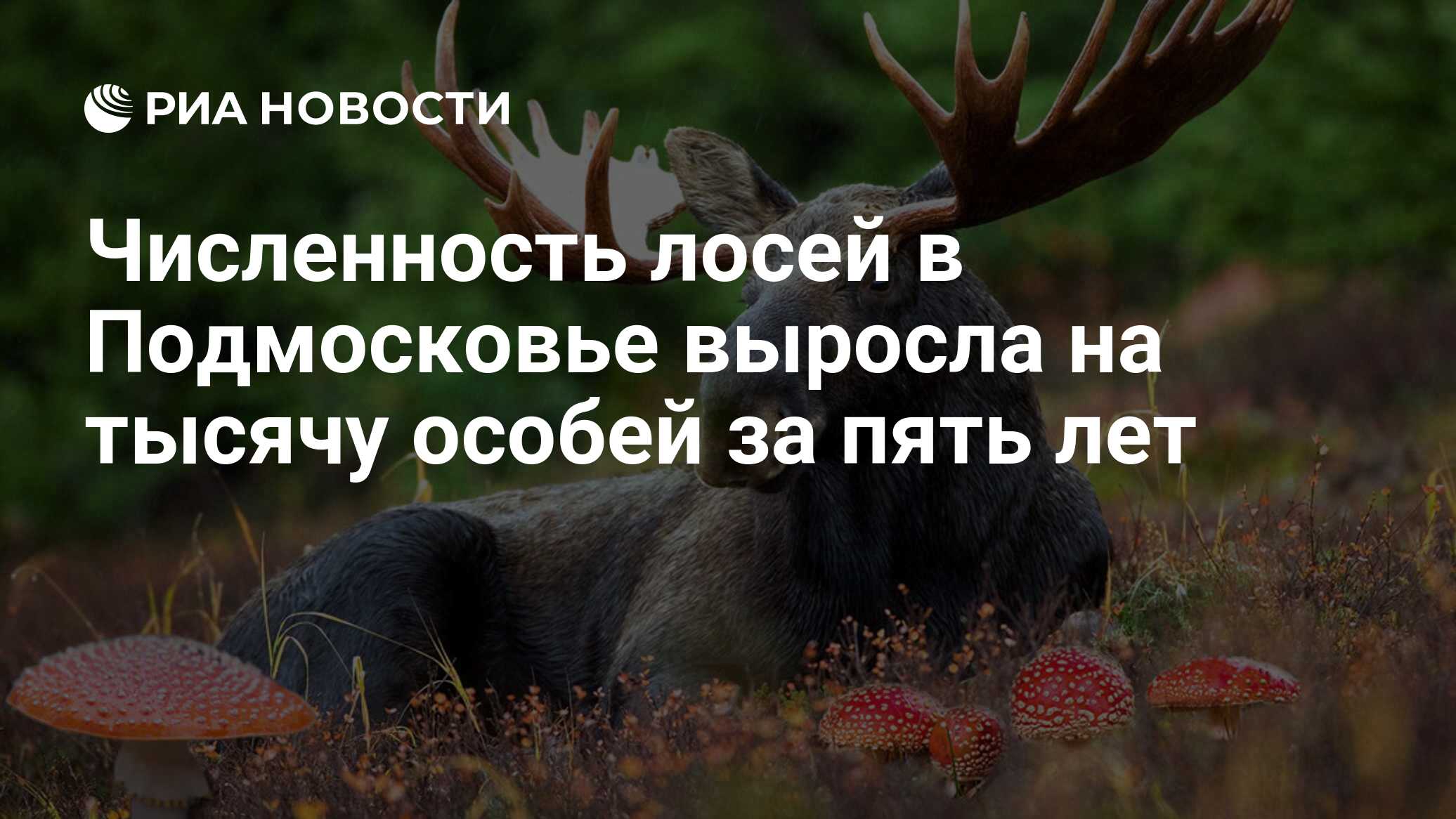 Численность лосей в Подмосковье выросла на тысячу особей за пять лет - РИА  Новости, 13.07.2018