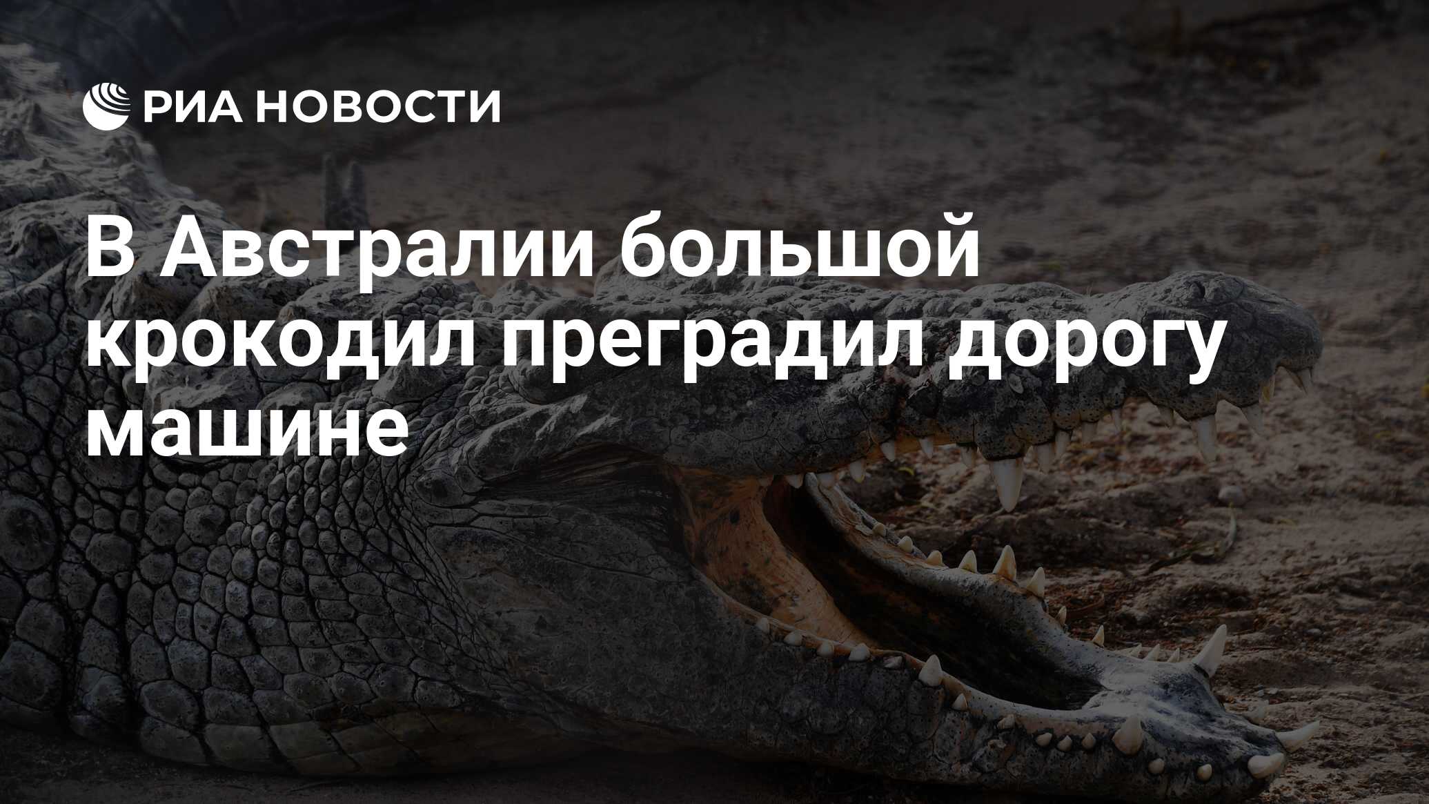 В Австралии большой крокодил преградил дорогу машине - РИА Новости,  22.08.2018